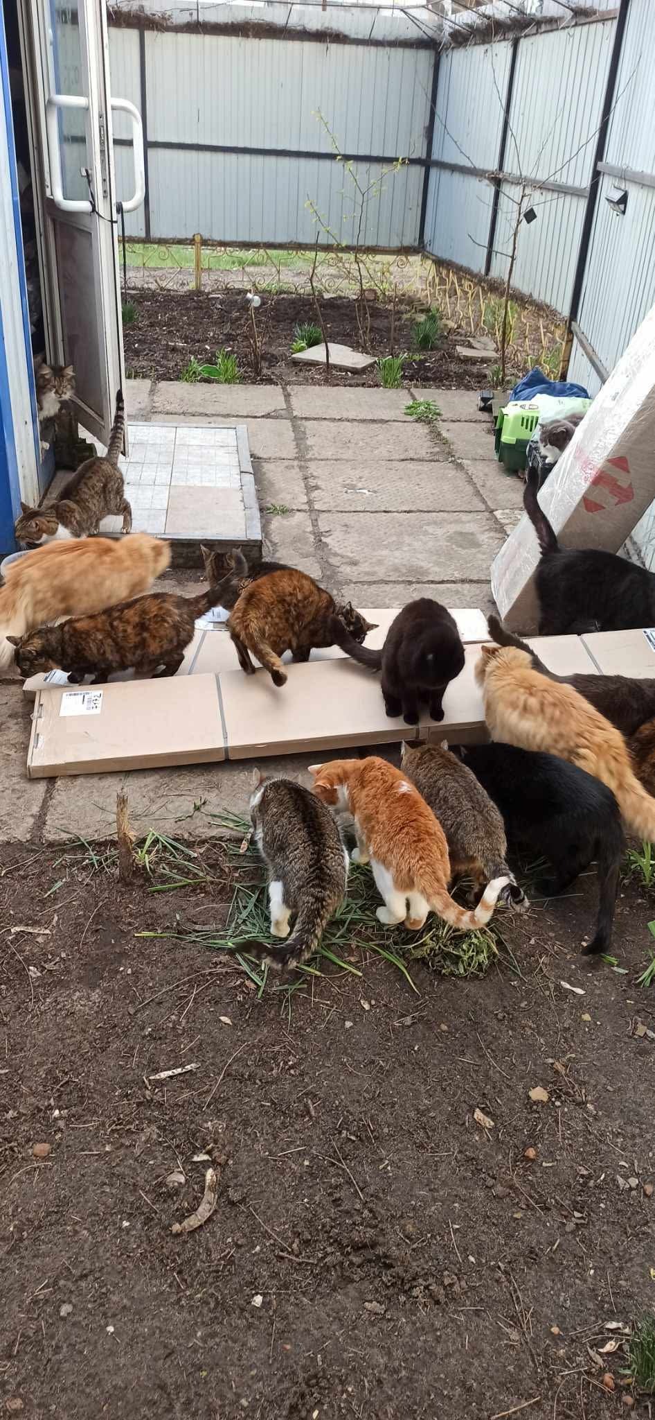 Save the Sunny Cats of Slavutych campaign photo, 6 of 8