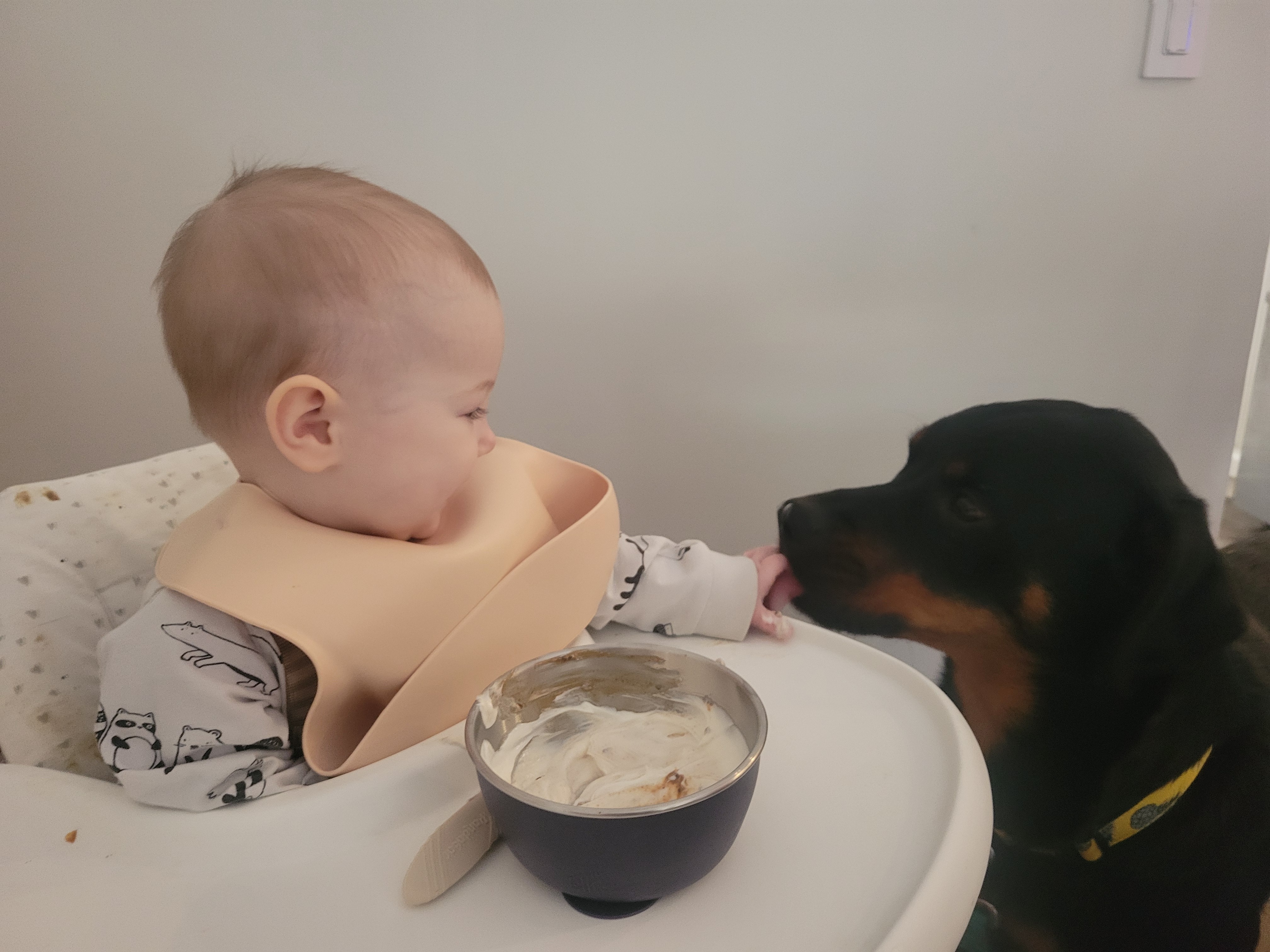 ❤️ Help Juno Beat Heartworm campaign photo, 4 of 7