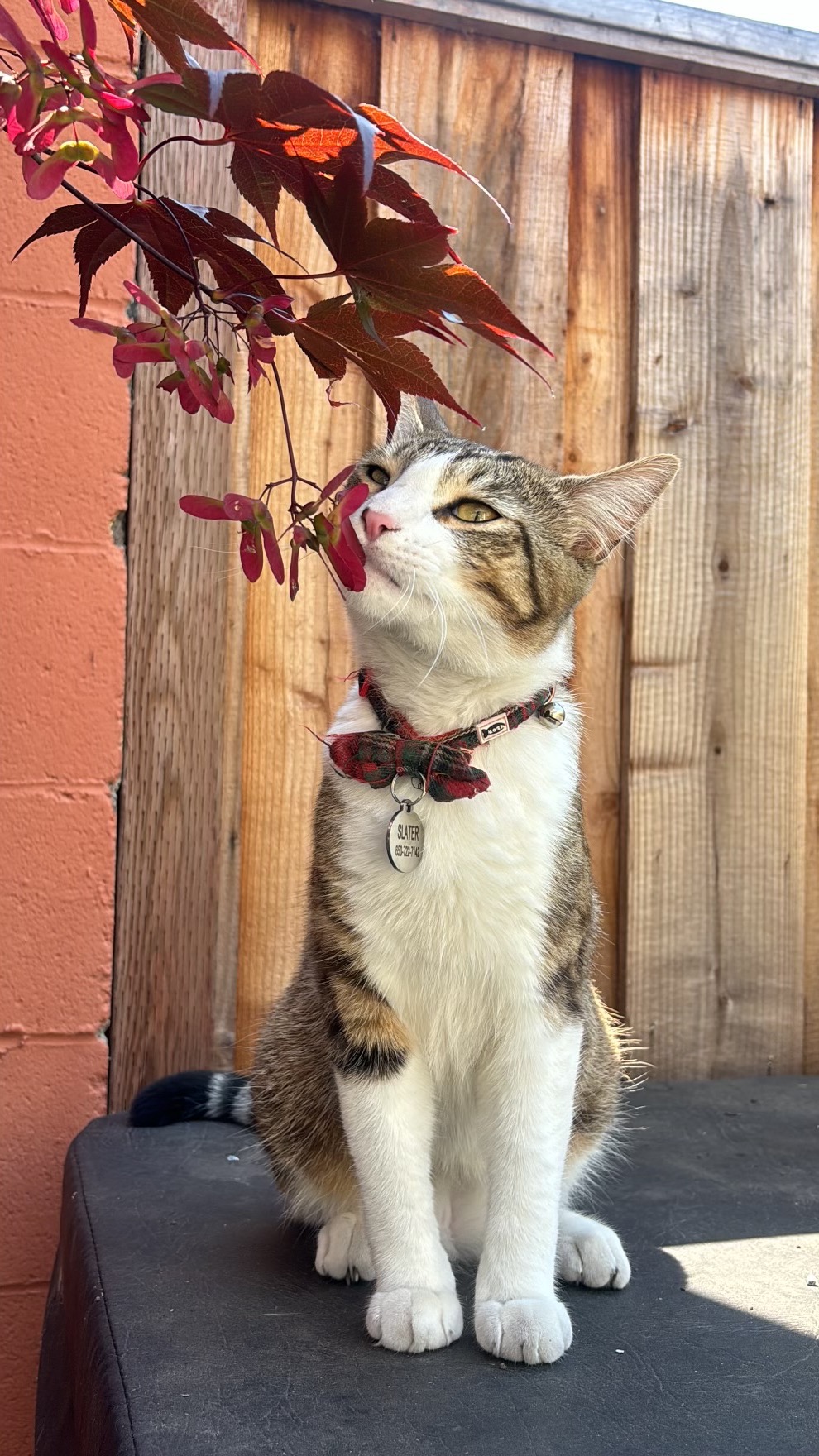 Support Slater's Emergency Vet Care campaign photo, 5 of 6