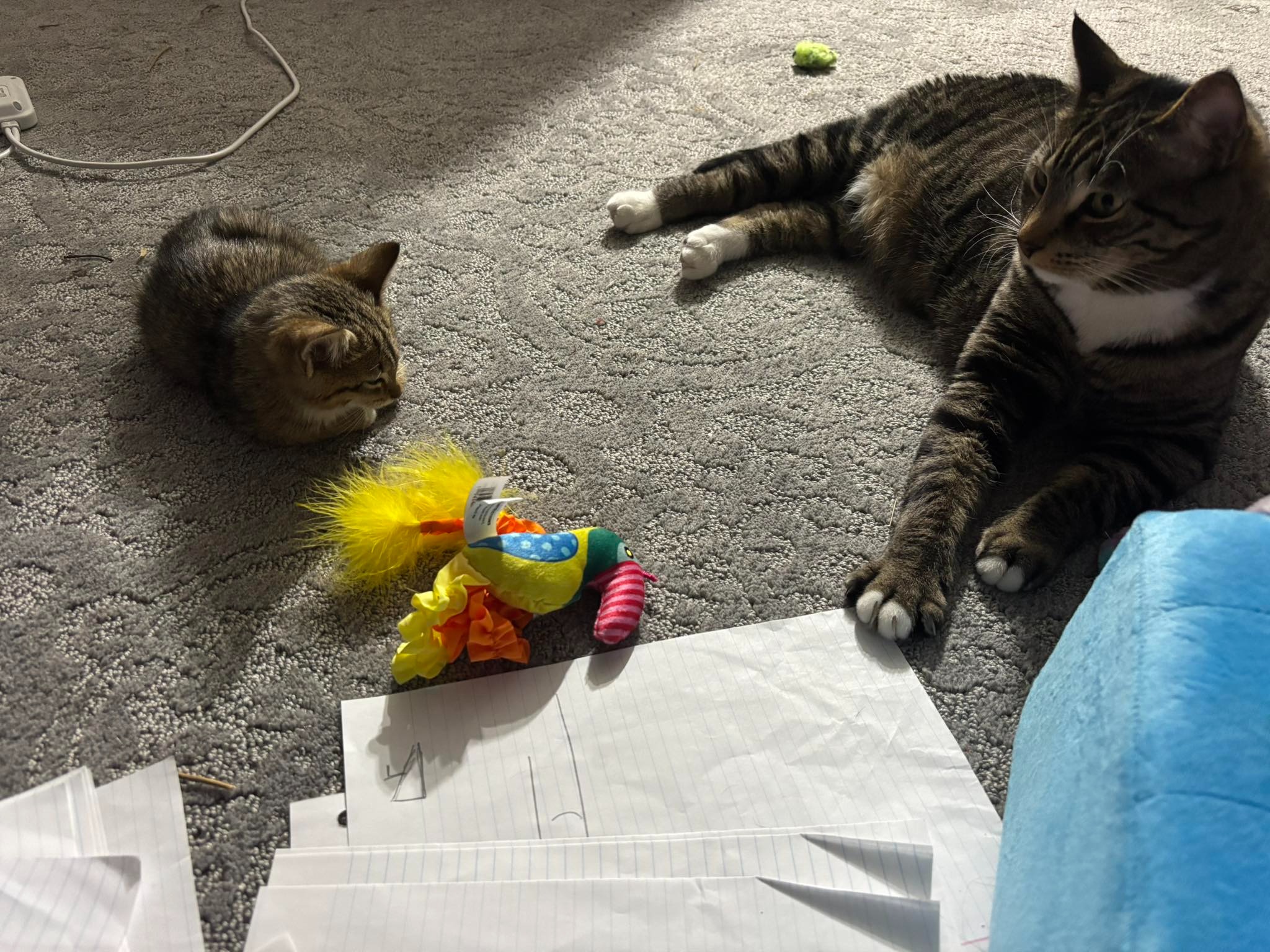 Donate to Charles the Beekeeper's Kitten Recovery Fund campaign photo, 4 of 8