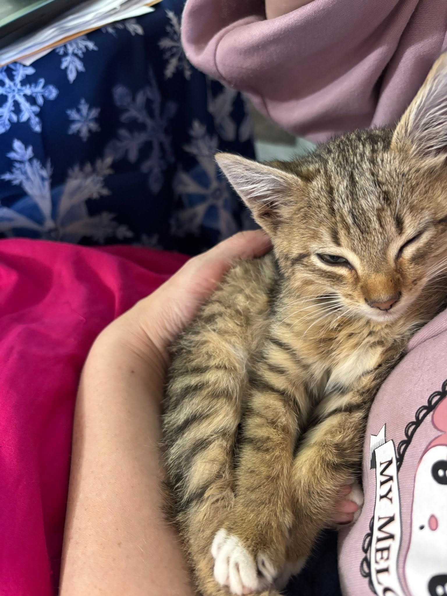 Donate to Charles the Beekeeper's Kitten Recovery Fund campaign photo, 5 of 8