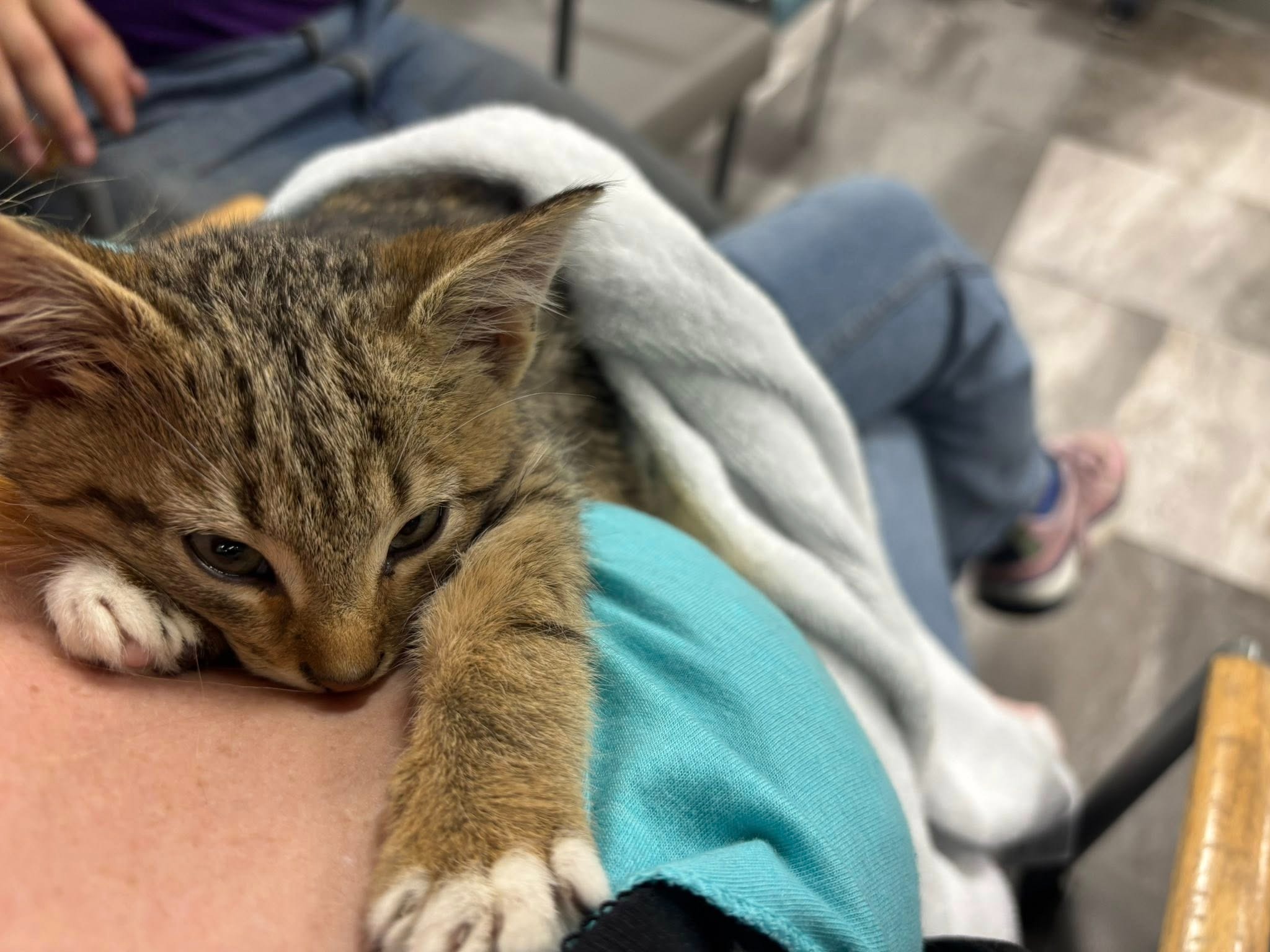 Donate to Charles the Beekeeper's Kitten Recovery Fund campaign photo, 6 of 8