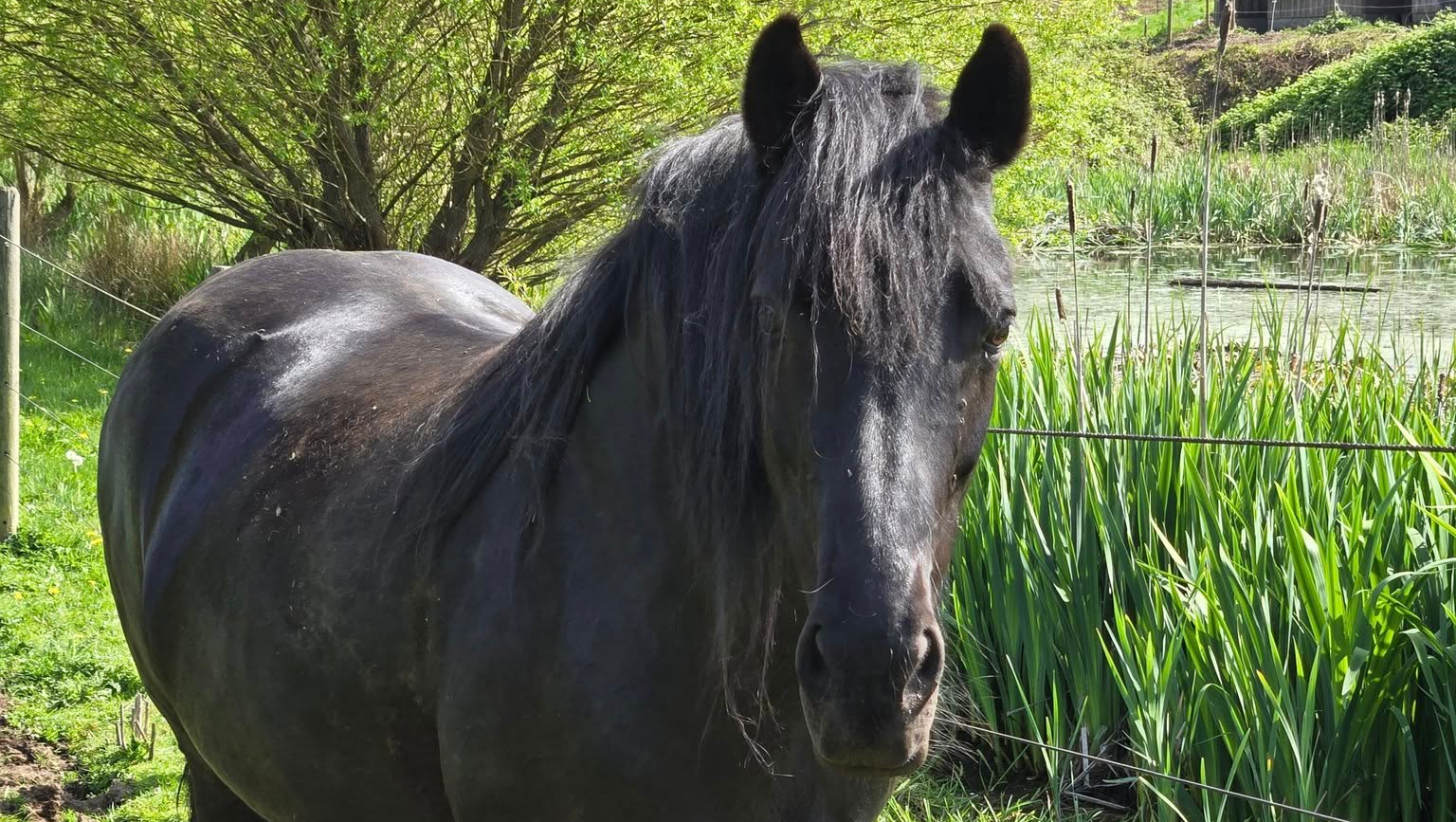 Support Needed for My Mare’s Emergency Treatment photo