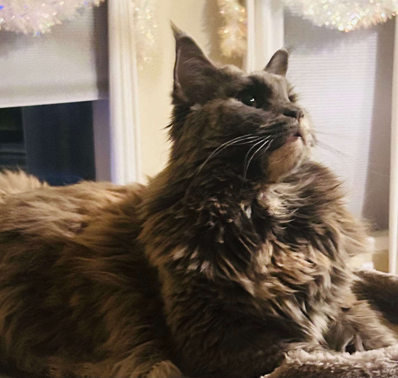 Help Luna Get the medical attention she needs. campaign photo, 6 of 7