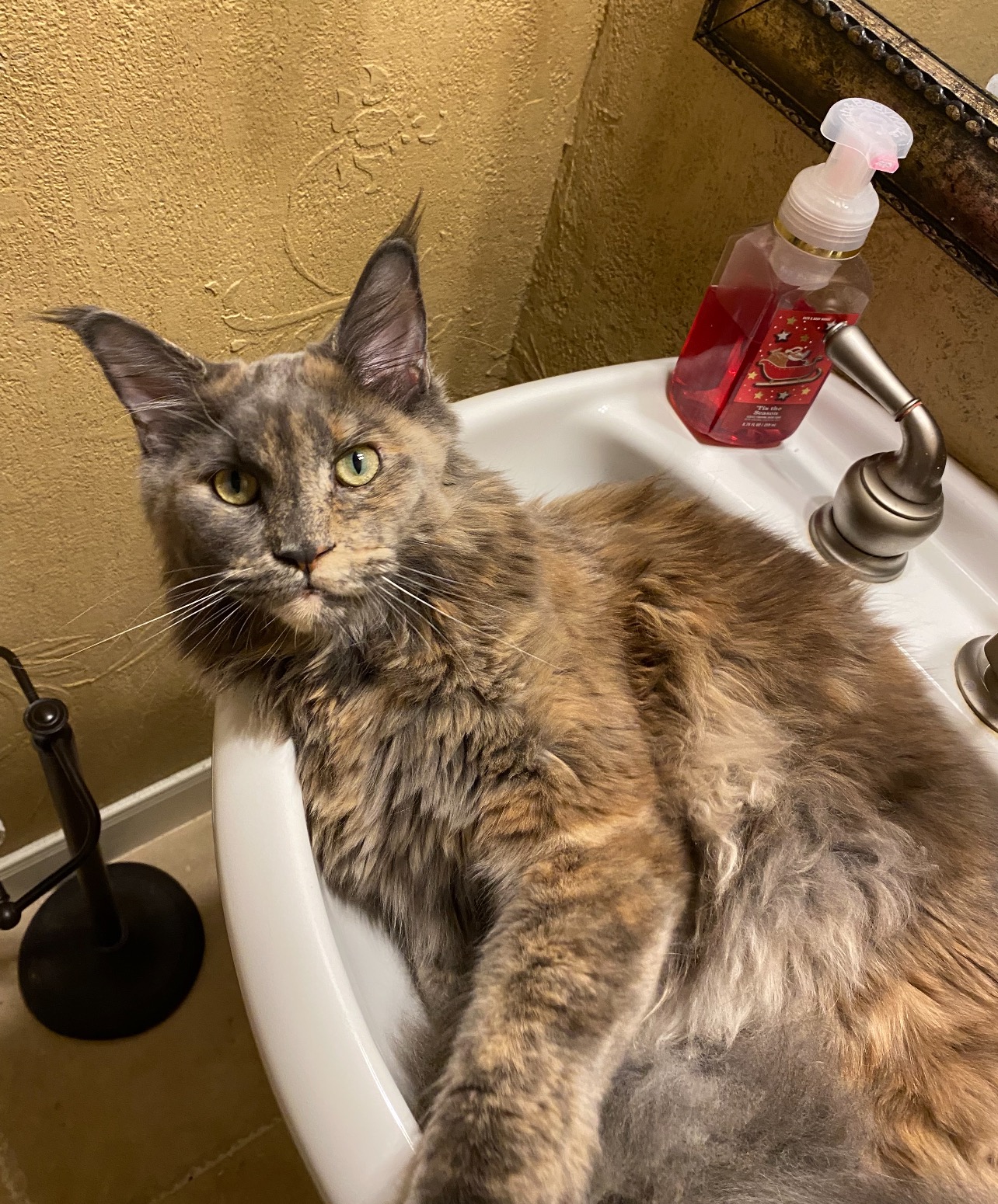 Help Luna Get the medical attention she needs. campaign photo, 2 of 7