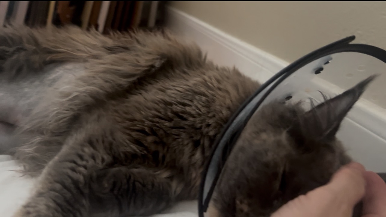 Help Luna Get the medical attention she needs. campaign photo, 4 of 7