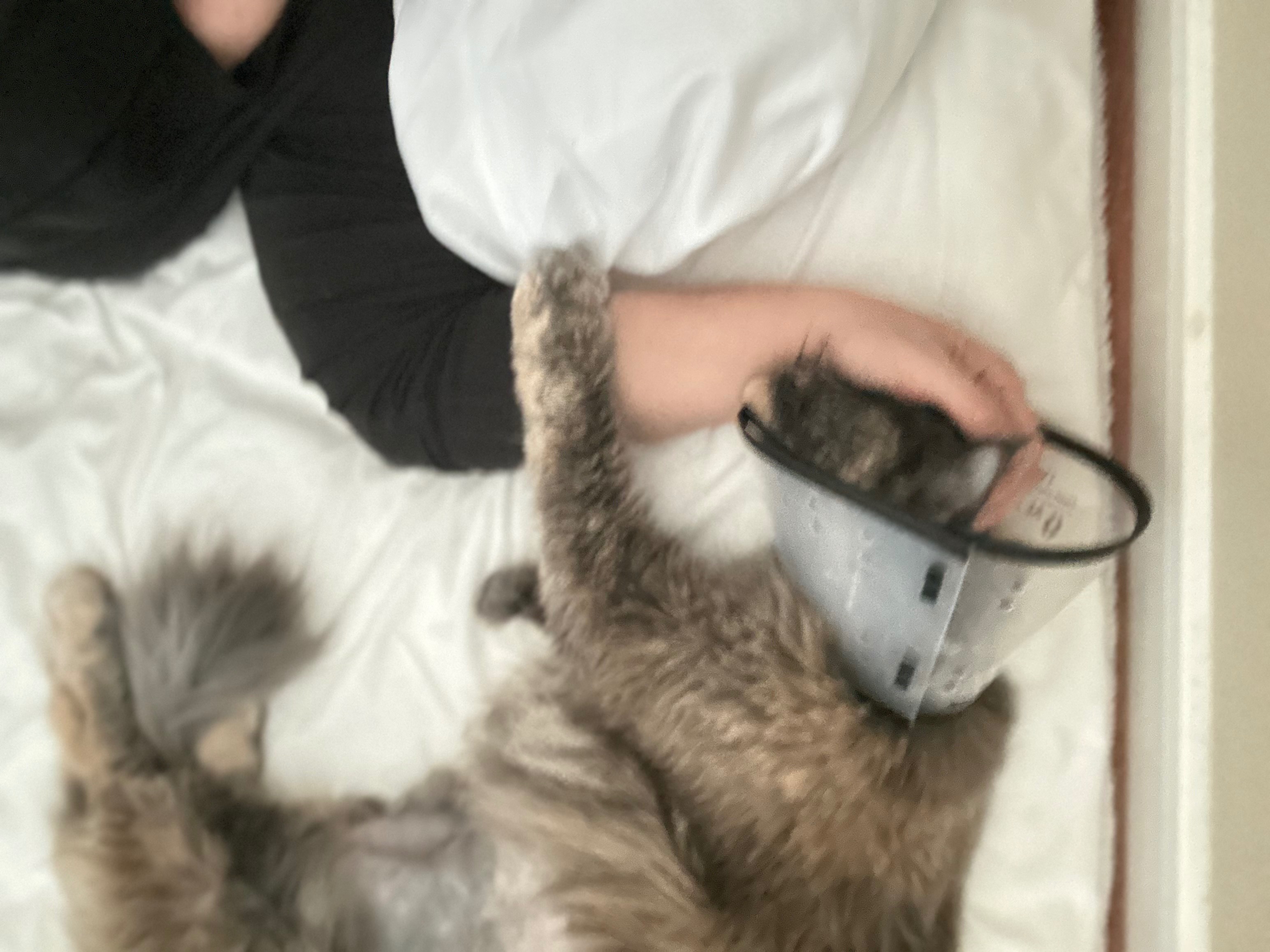 Help Luna Get the medical attention she needs. campaign photo, 5 of 7