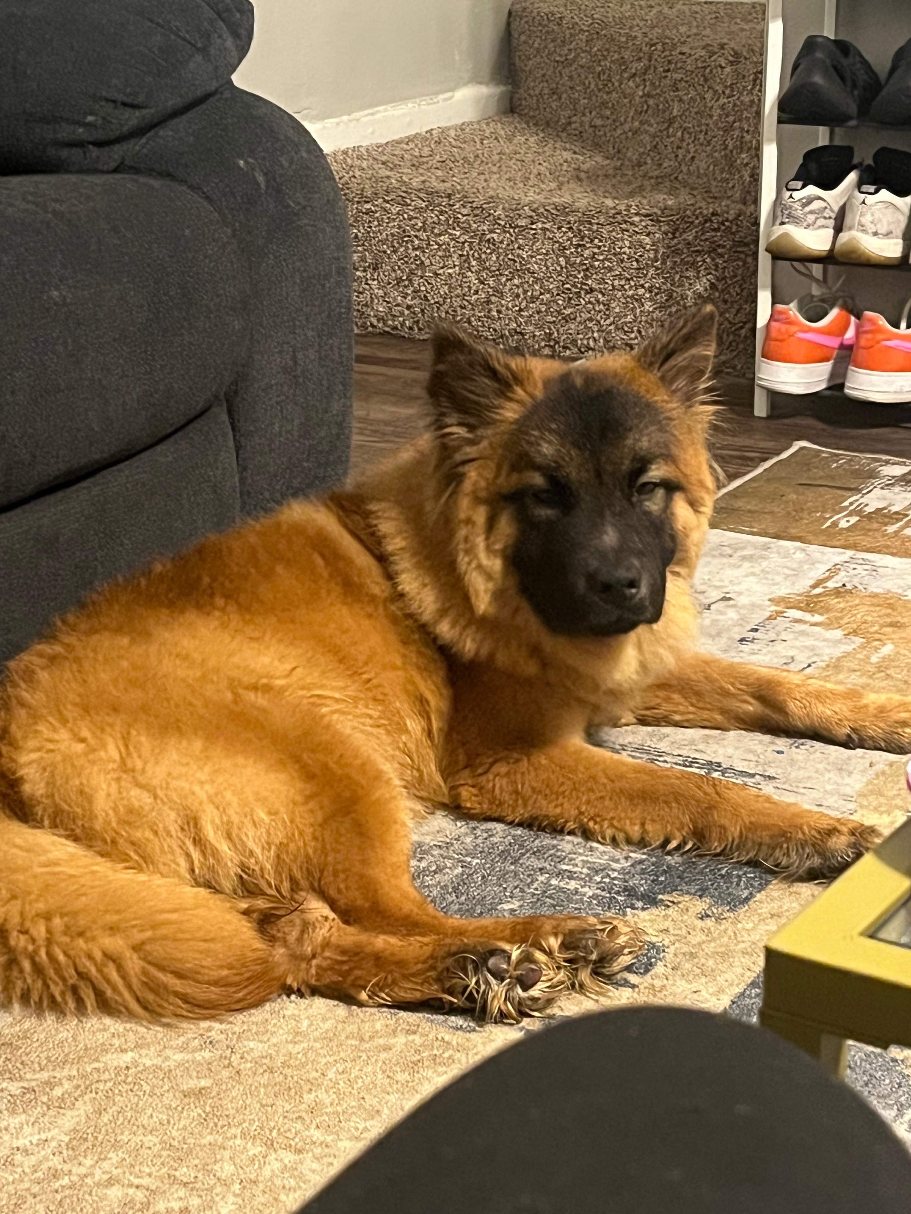 Urgent Care Needed for Abandoned Puppy campaign photo, 5 of 6