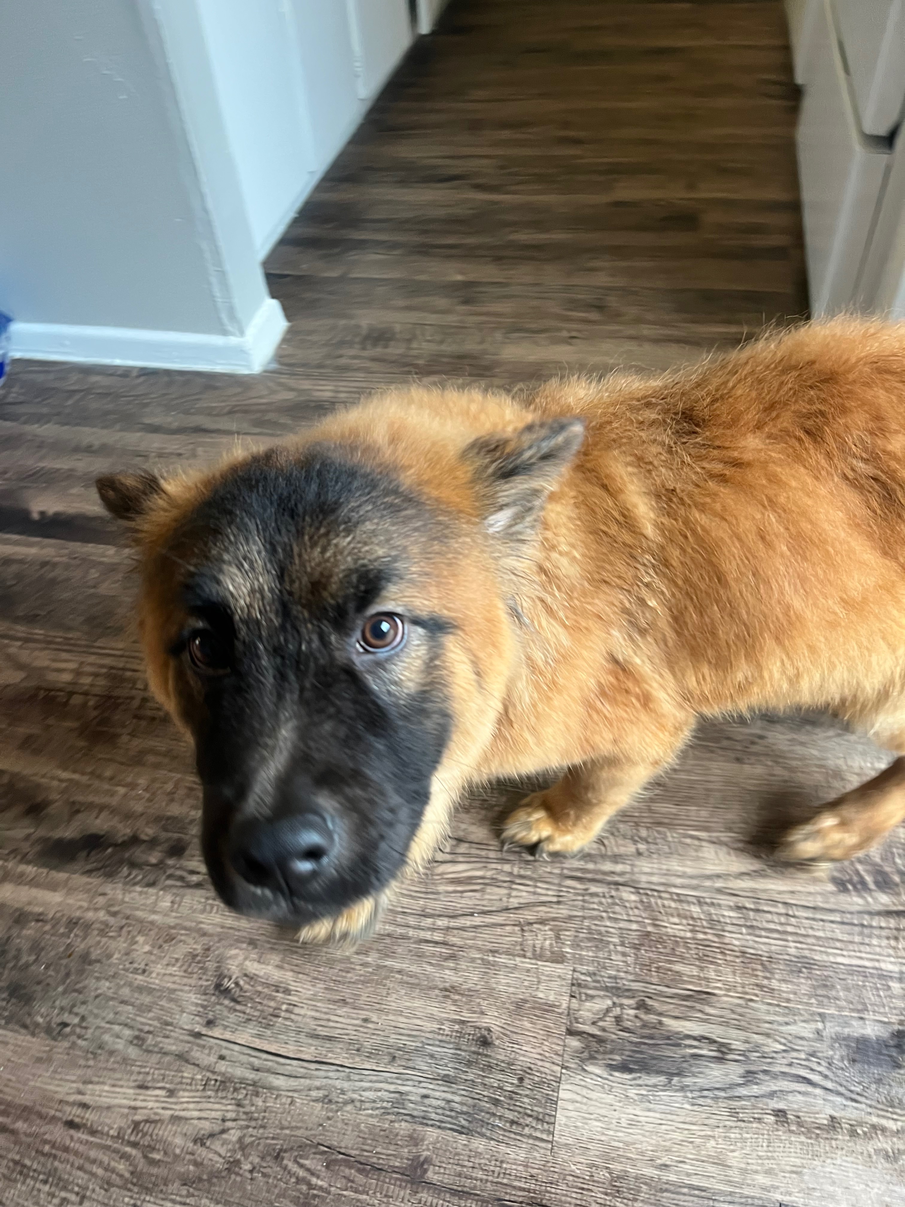 Urgent Care Needed for Abandoned Puppy campaign photo, 4 of 6