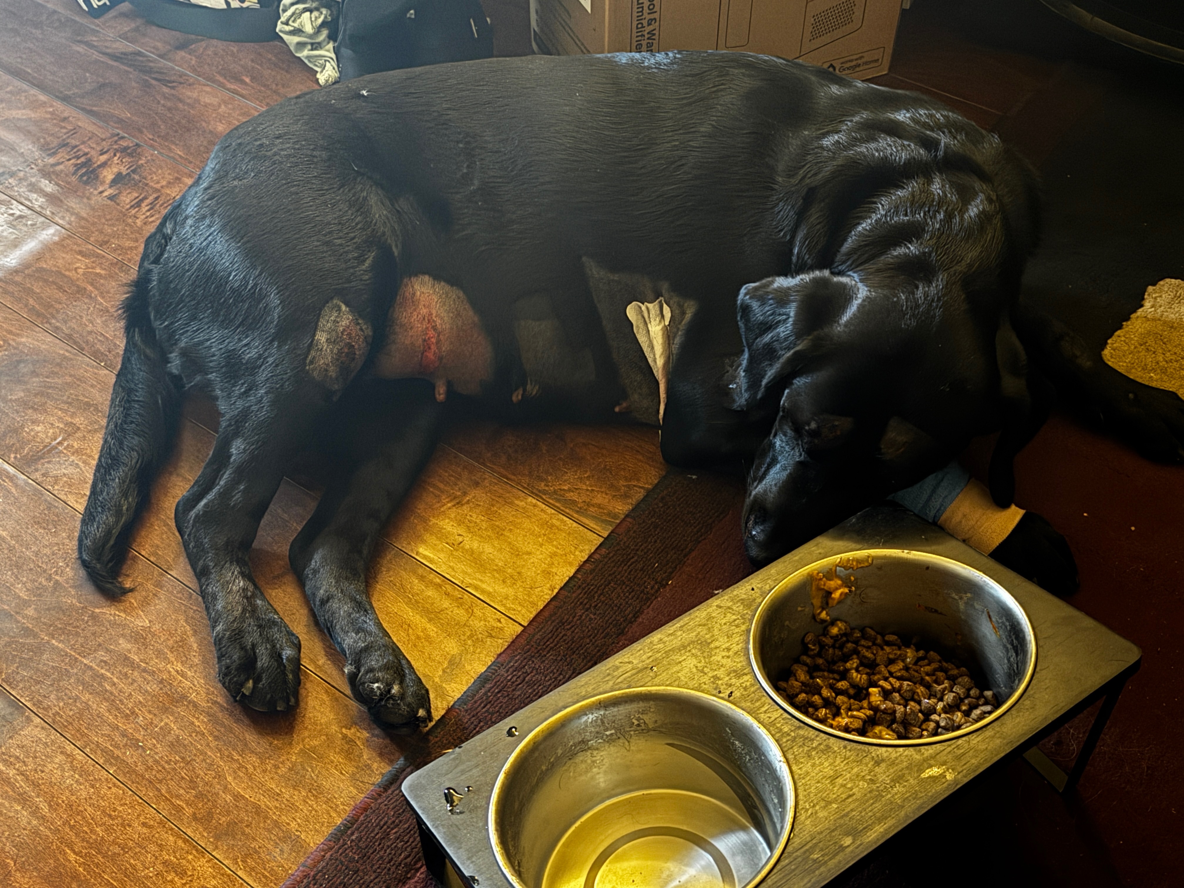 Please Help Our Dog River campaign photo, 2 of 8
