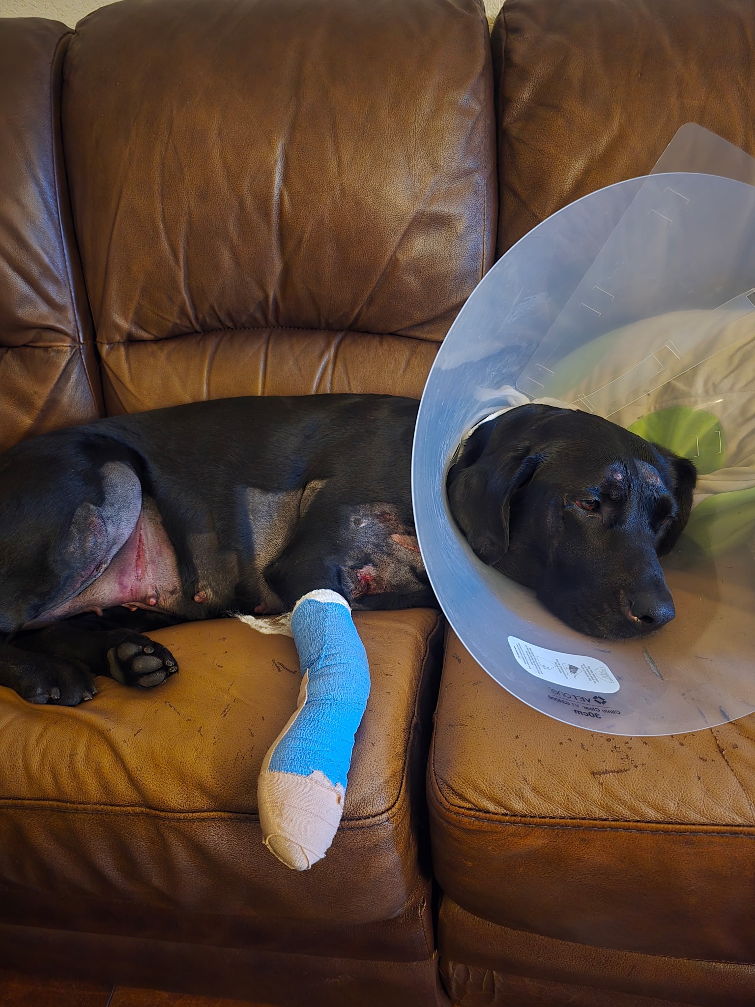 Please Help Our Dog River campaign photo, 4 of 8
