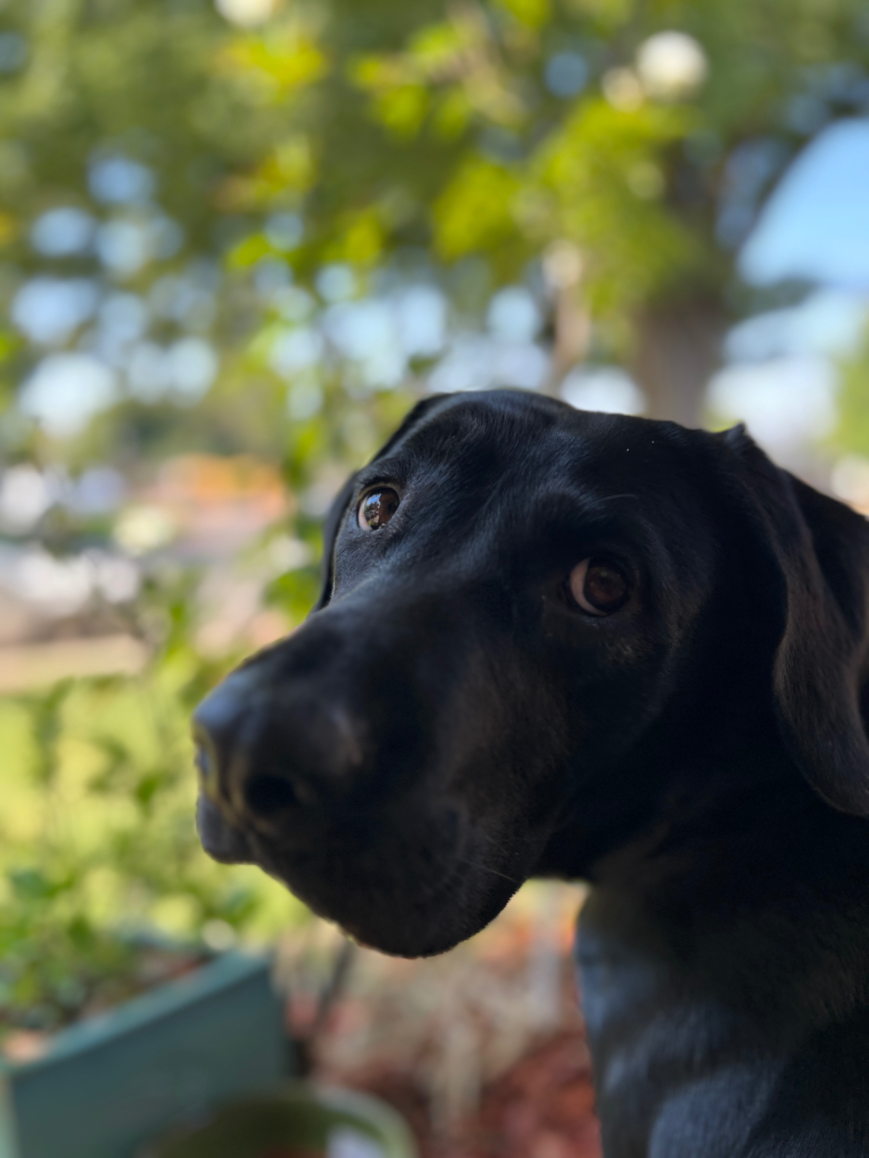 Please Help Our Dog River campaign photo, 5 of 8