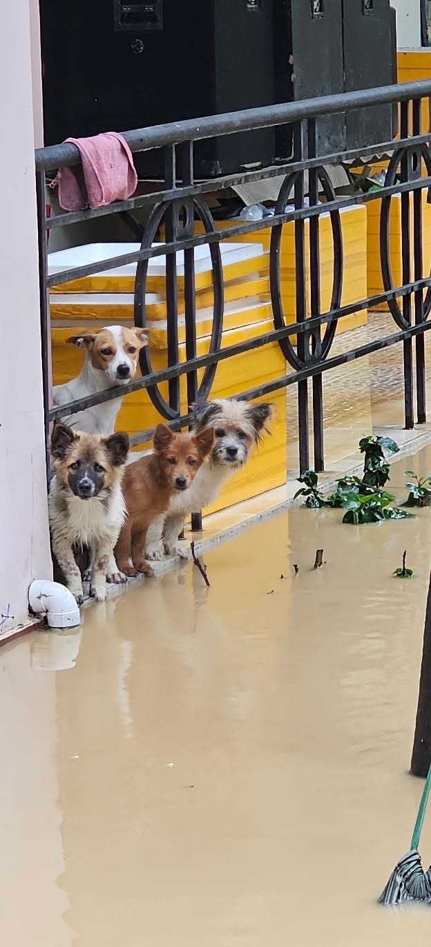 Help My Friend Rebuild After the Vietnam Flood campaign photo, 2 of 6