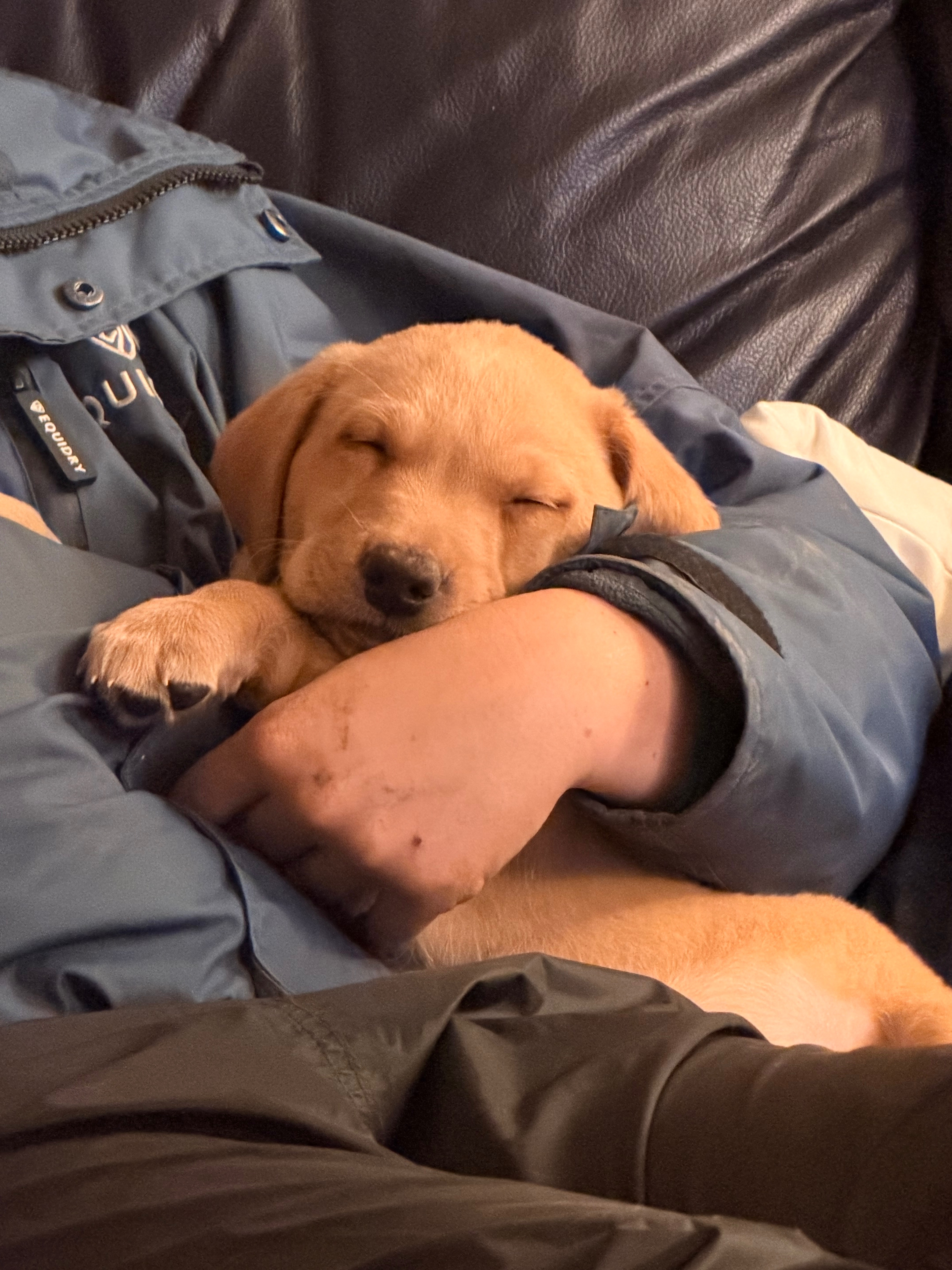 Help a puppy have lifesaving surgery campaign photo, 2 of 5