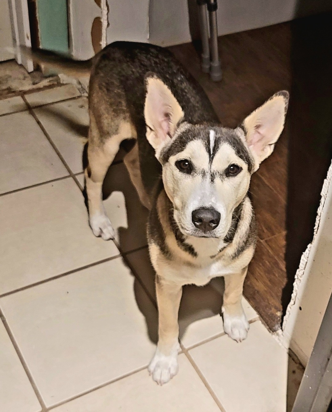 Help Bella Come Home After Emergency Surgery campaign photo, 5 of 5