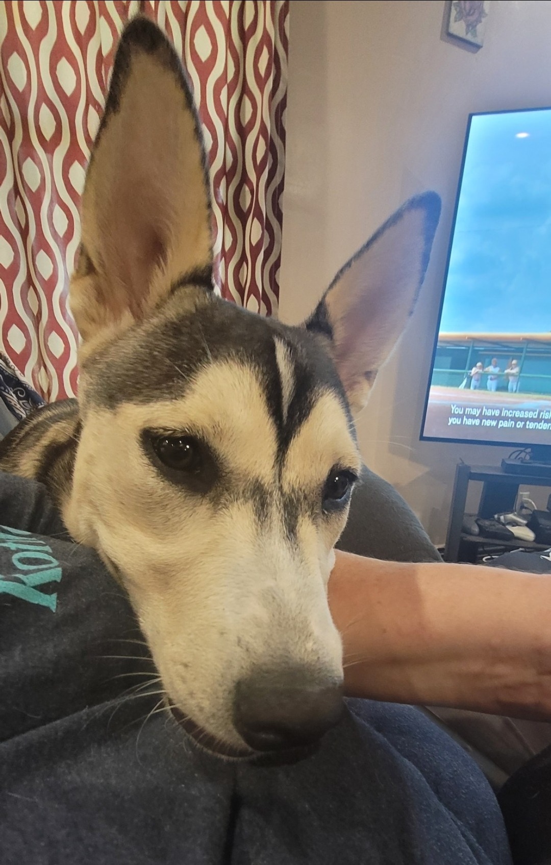 Help Bella Come Home After Emergency Surgery campaign photo, 2 of 5
