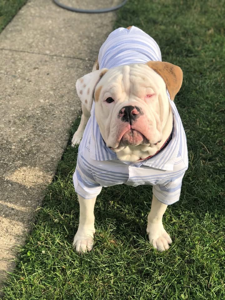 Help Wrigley Get Life-Saving Surgery campaign photo, 4 of 5