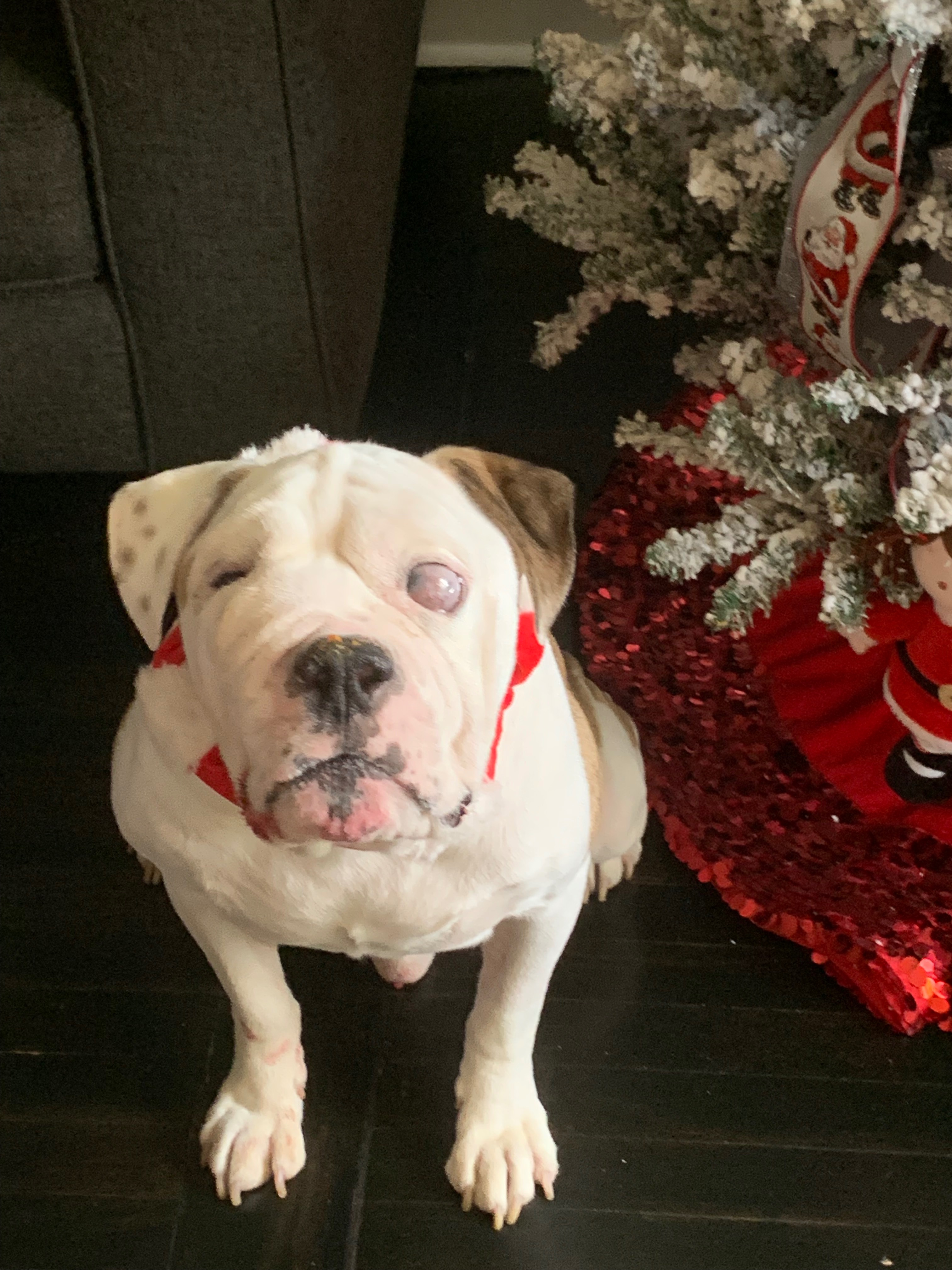 Help Wrigley Get Life-Saving Surgery campaign photo, 2 of 5