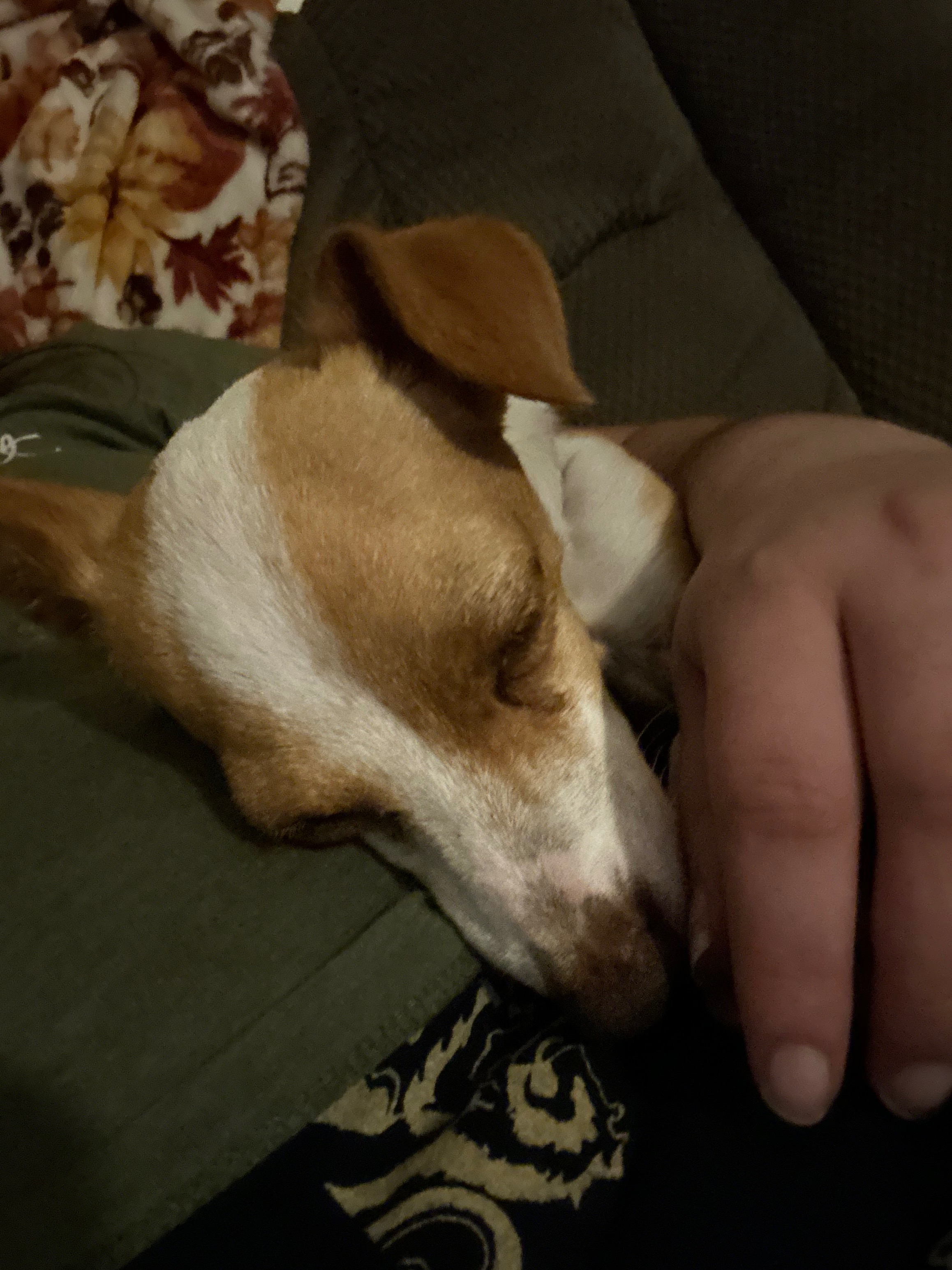 Give Taco a Chance: Donate for His Care campaign photo, 2 of 8