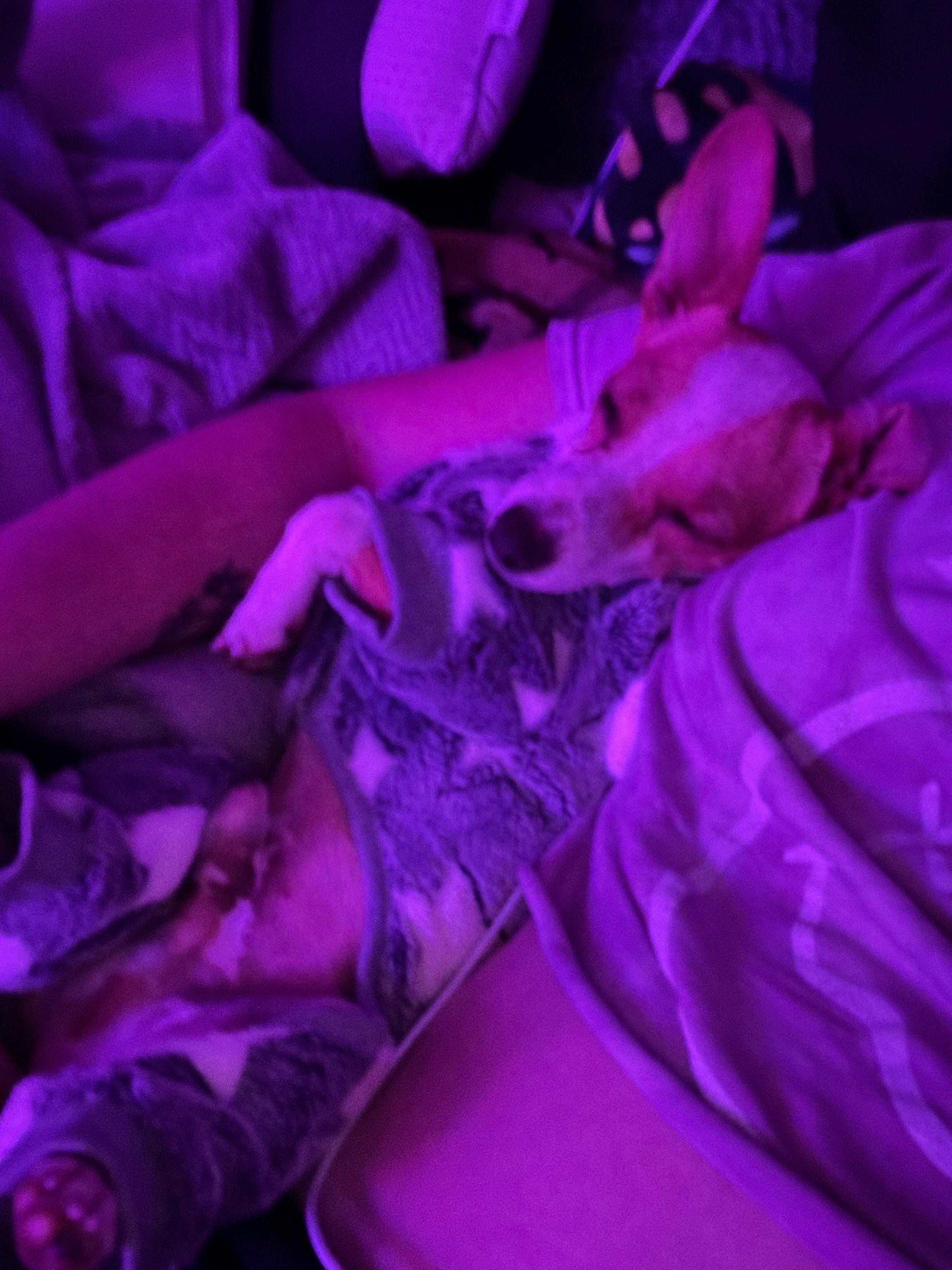 Give Taco a Chance: Donate for His Care campaign photo, 4 of 8