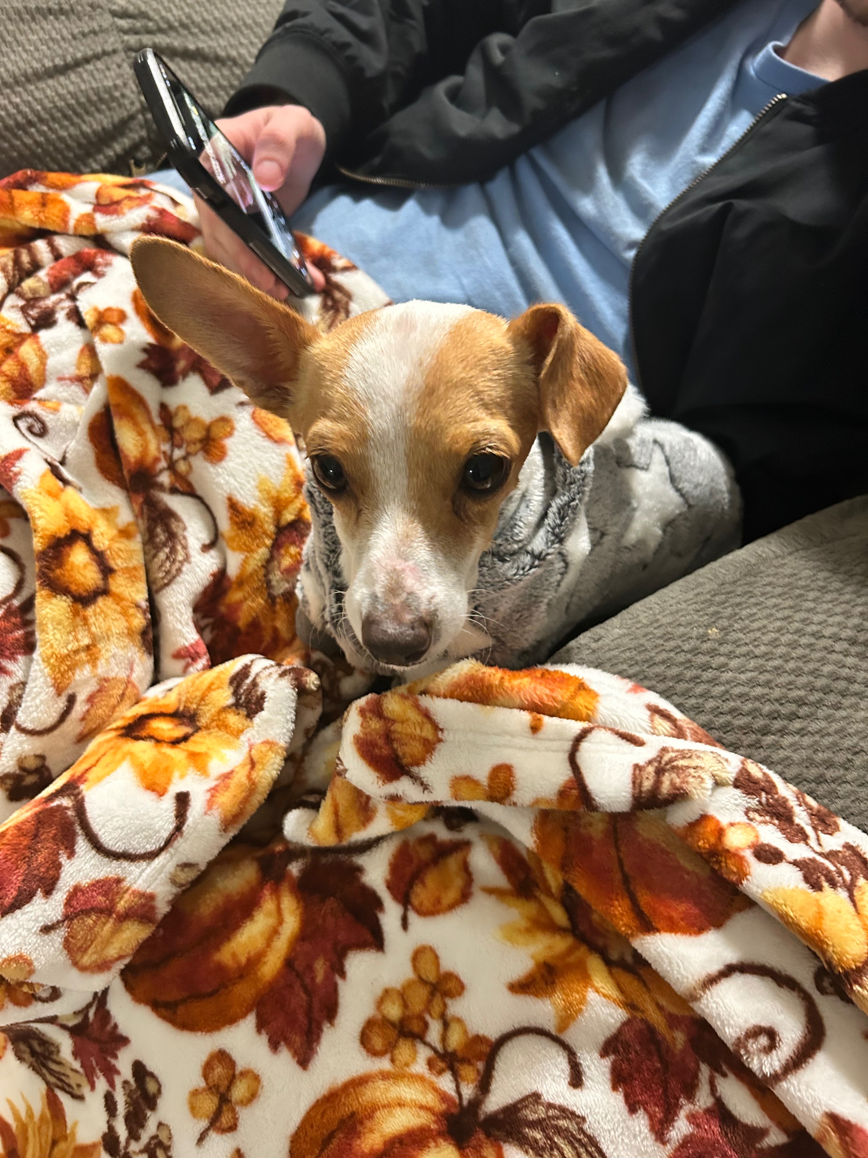 Give Taco a Chance: Donate for His Care campaign photo, 5 of 8