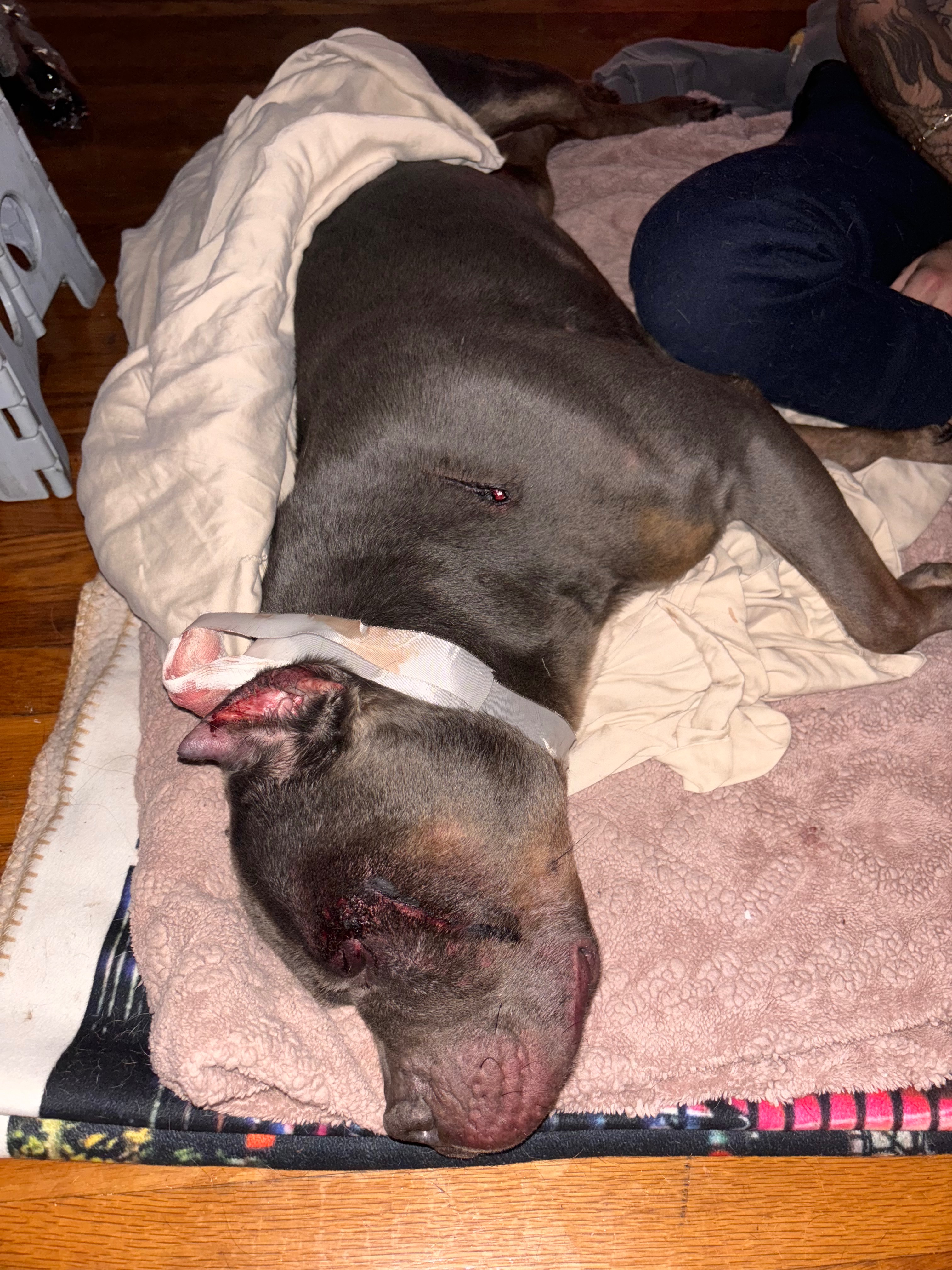 Help a Rescued Dog Get Emergency Vet Care campaign photo, 2 of 8