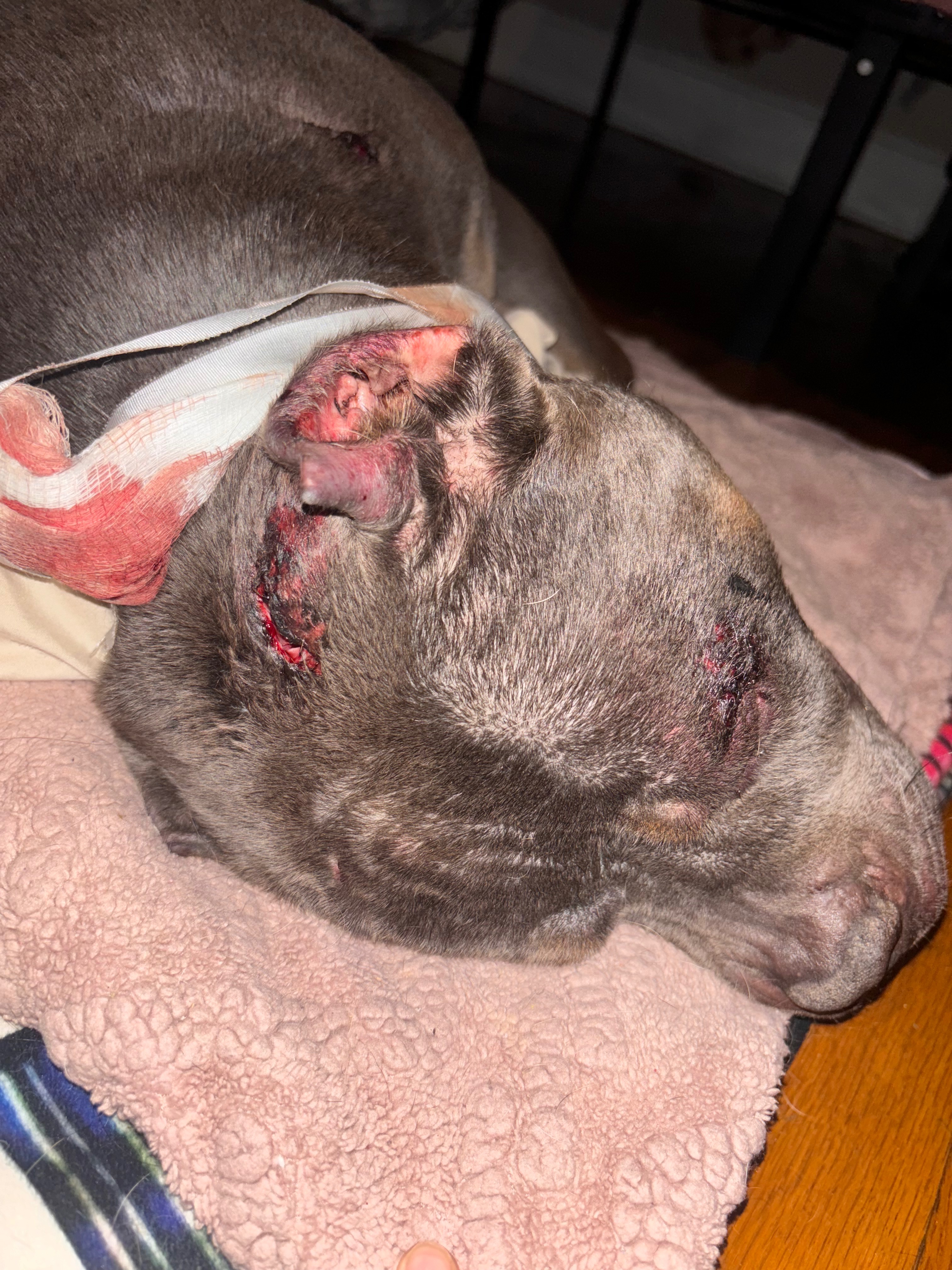 Help a Rescued Dog Get Emergency Vet Care campaign photo, 4 of 8