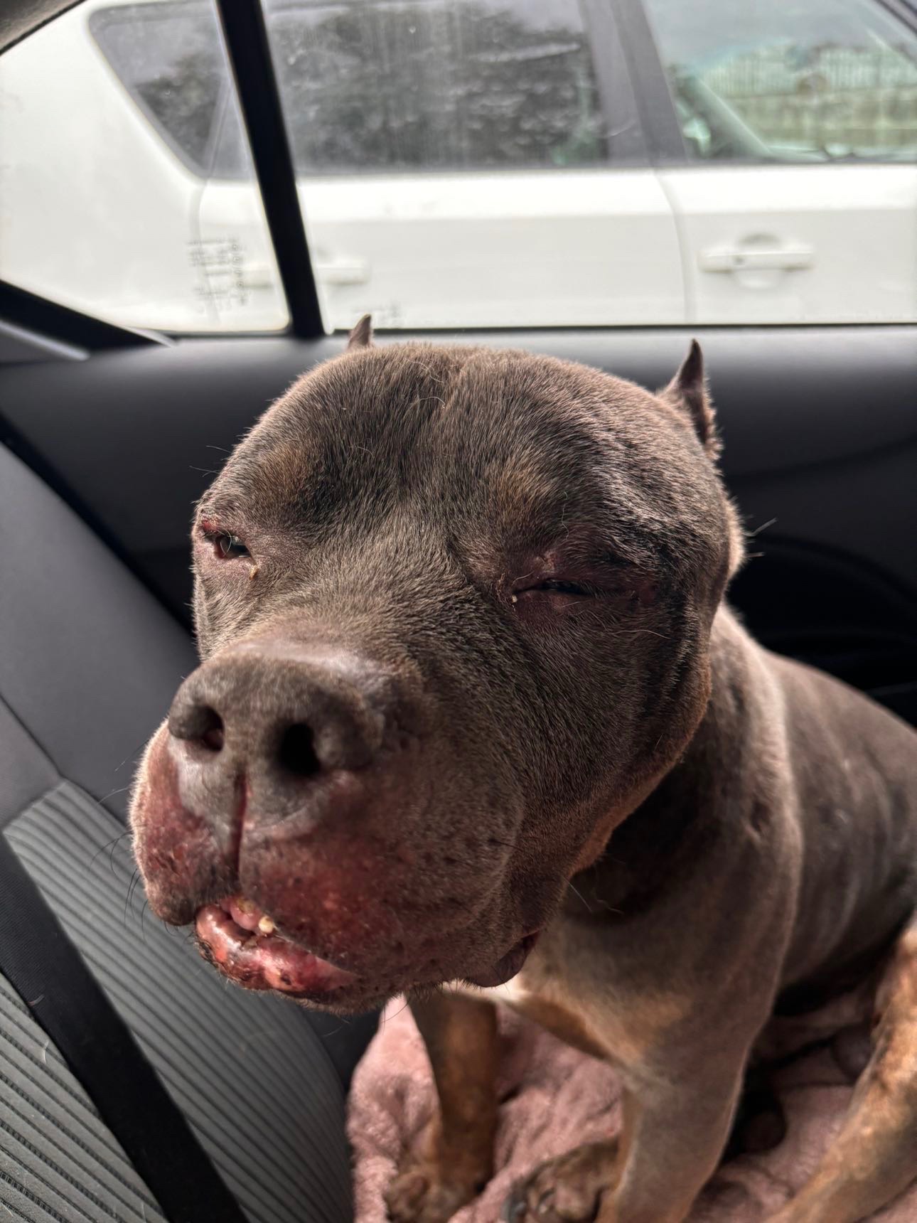 Help a Rescued Dog Get Emergency Vet Care campaign photo, 6 of 8
