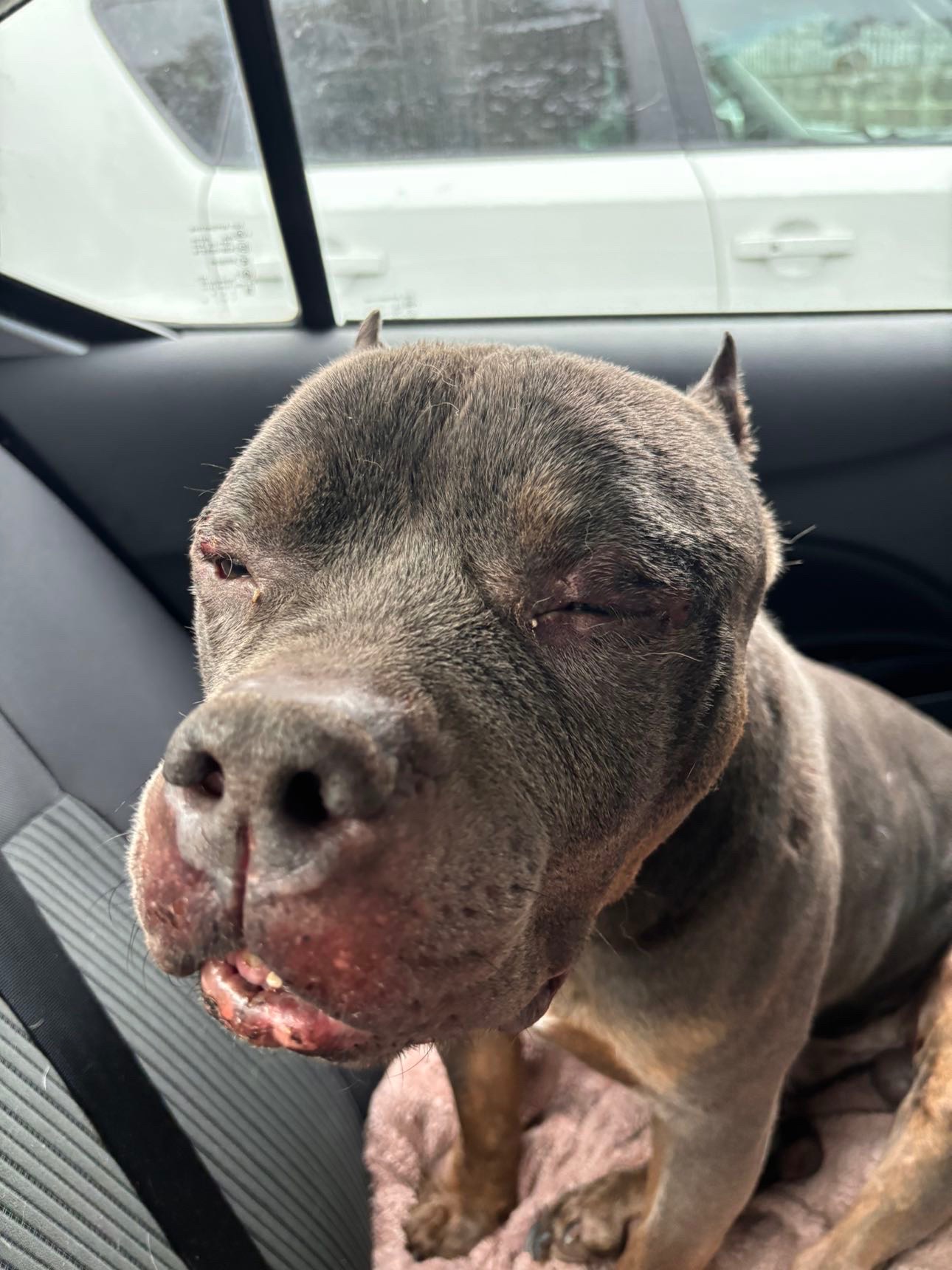 Help a Rescued Dog Get Emergency Vet Care campaign photo, 5 of 8