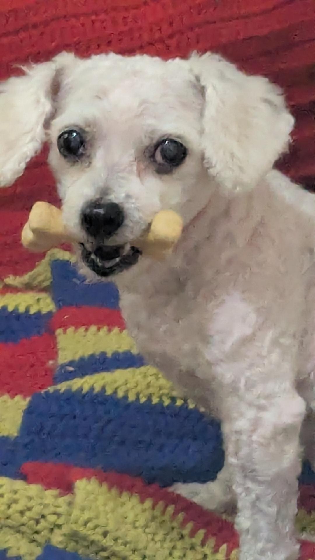 Support CoCo's Urgent Medical Needs campaign photo, 7 of 8