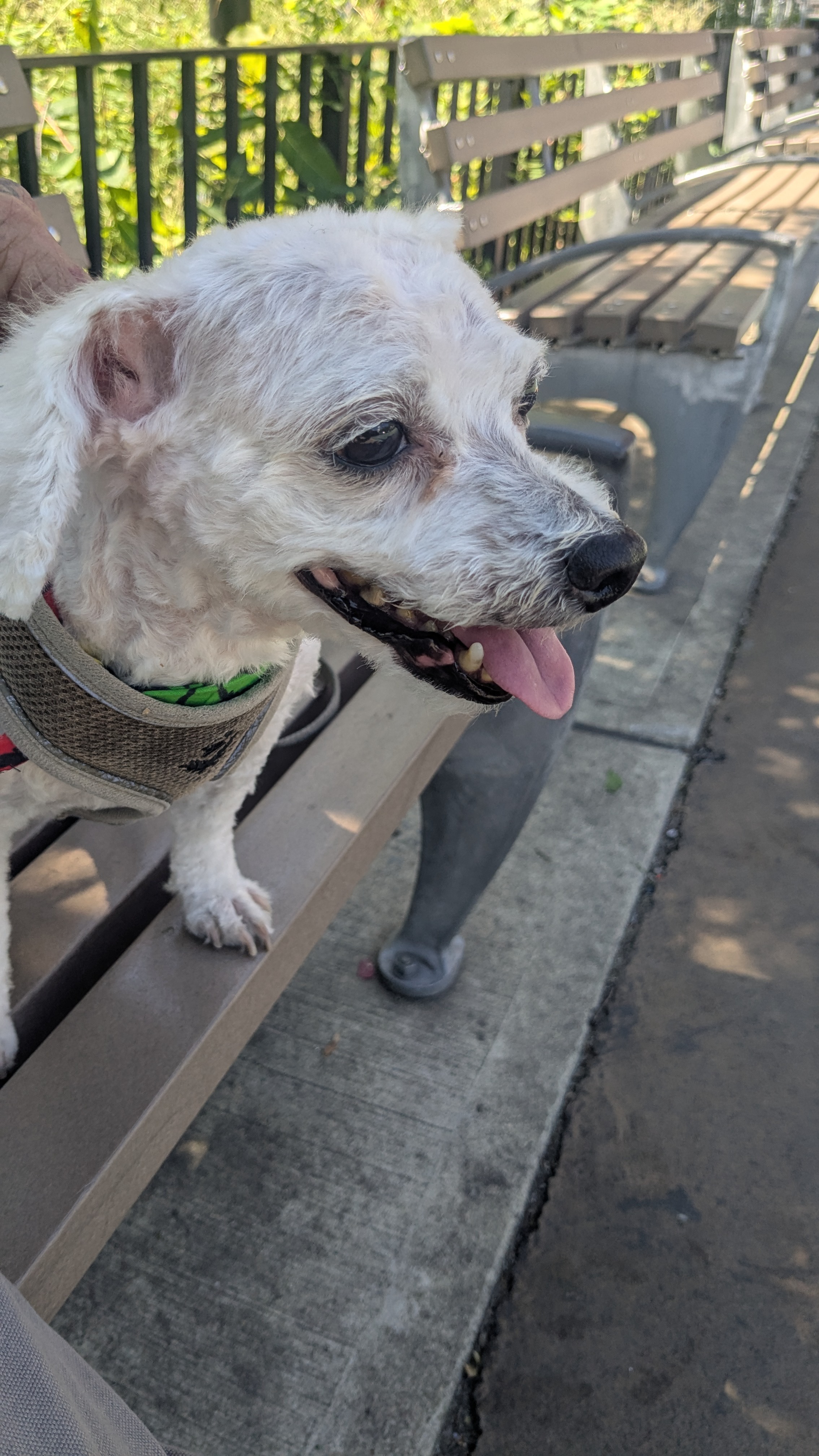 Support CoCo's Urgent Medical Needs campaign photo, 2 of 8