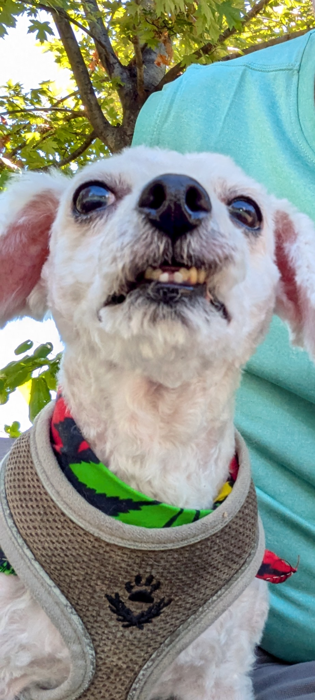 Support CoCo's Urgent Medical Needs campaign photo, 4 of 8