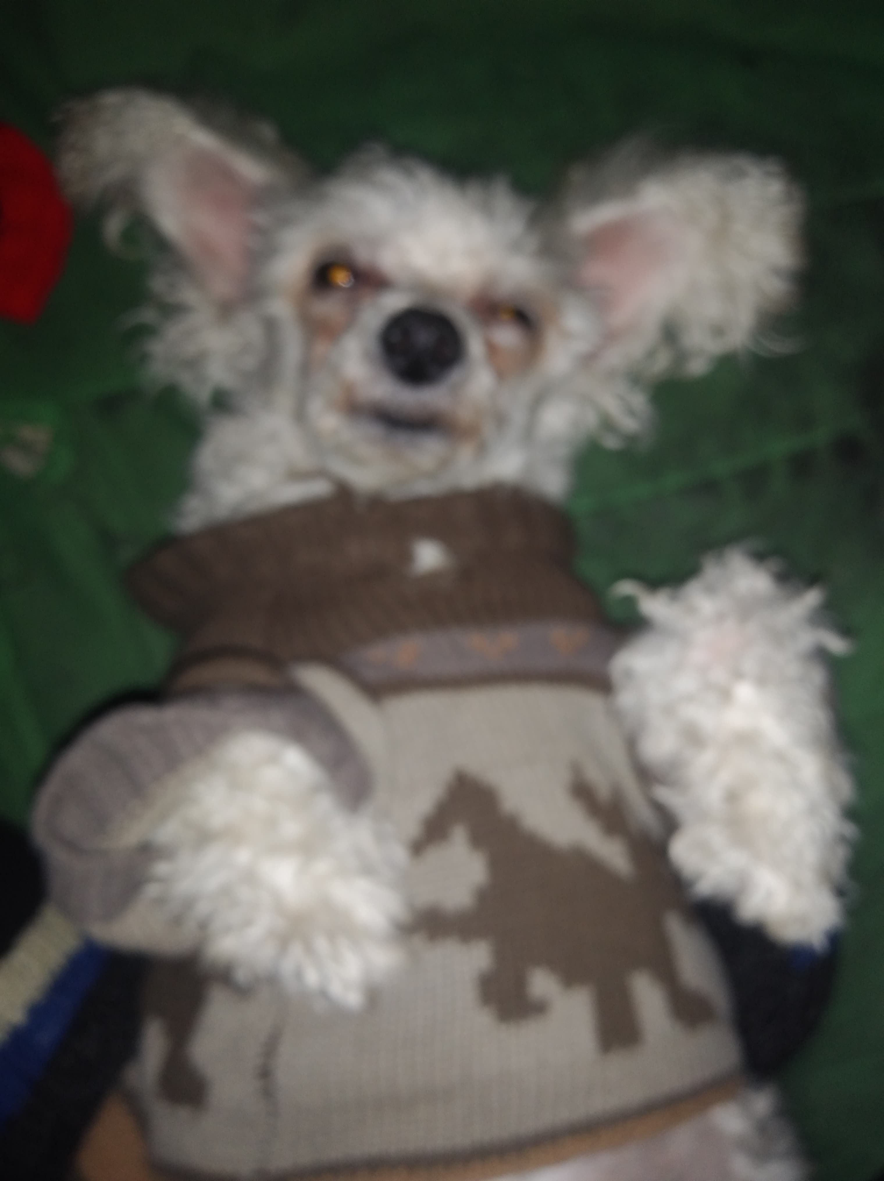 Support CoCo's Urgent Medical Needs campaign photo, 5 of 8