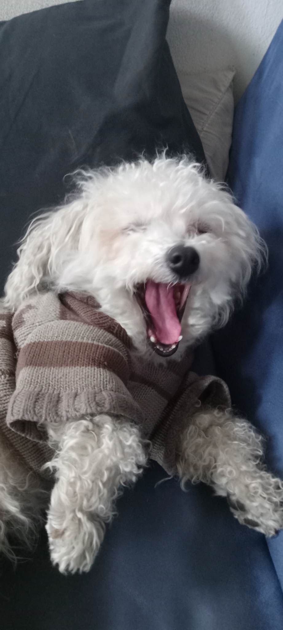 Support CoCo's Urgent Medical Needs campaign photo, 6 of 8