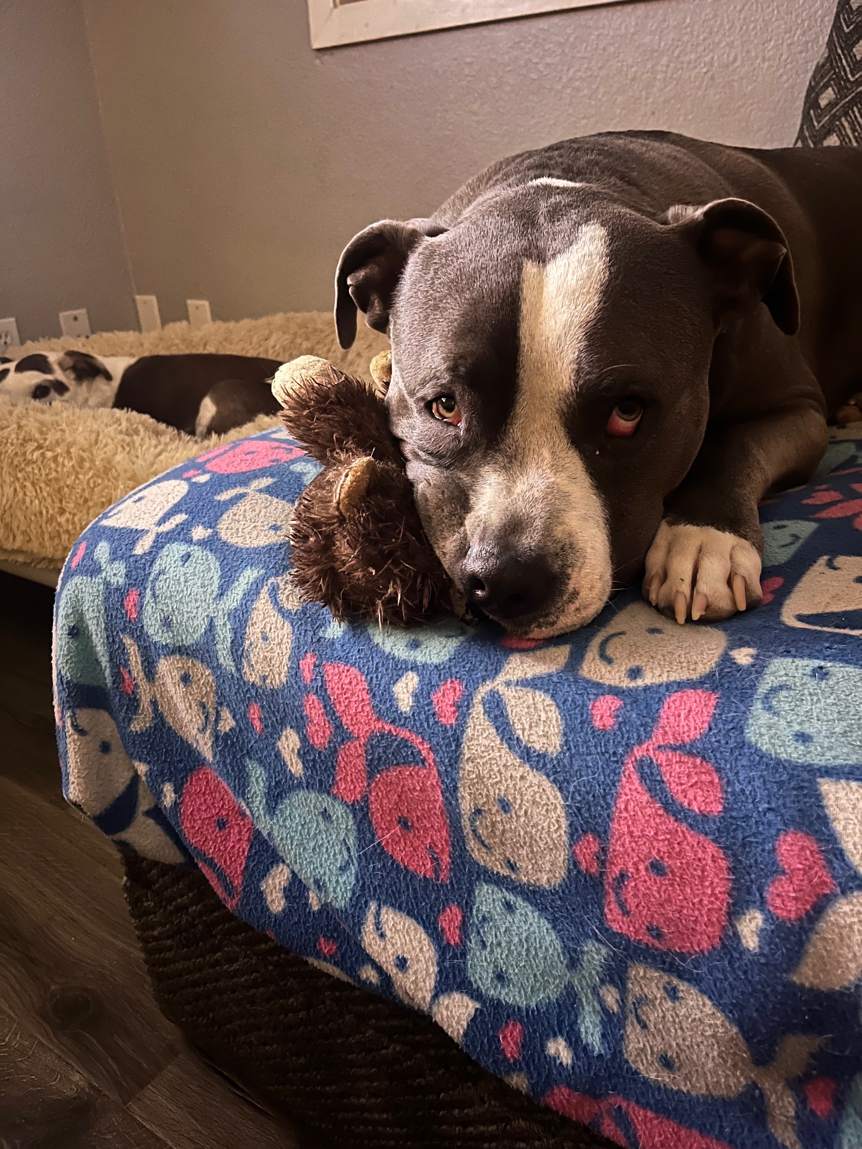Help Hemi Get Back on His Paws: Knee Surgery Needed campaign photo, 7 of 8
