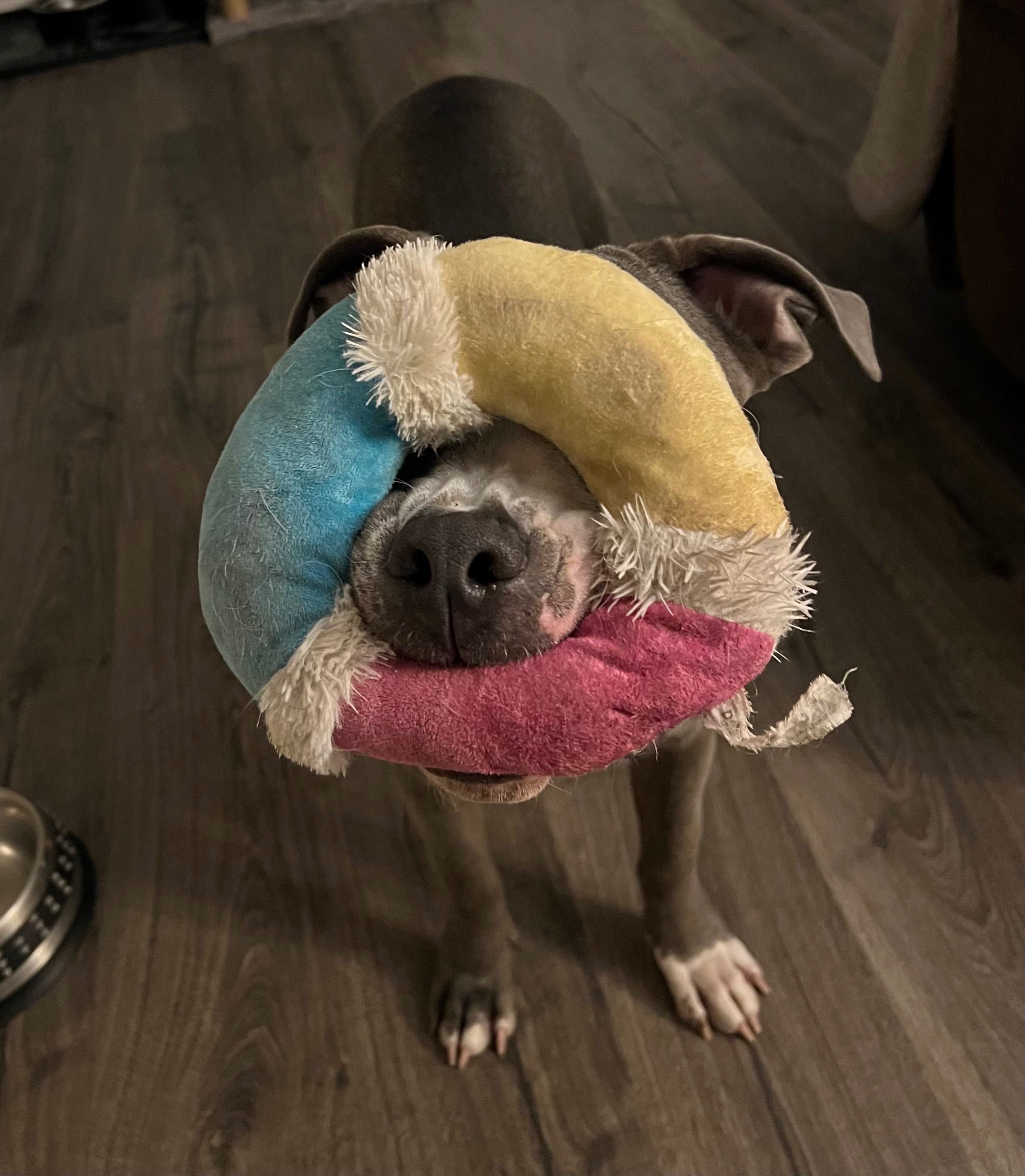 Help Hemi Get Back on His Paws: Knee Surgery Needed campaign photo, 2 of 8