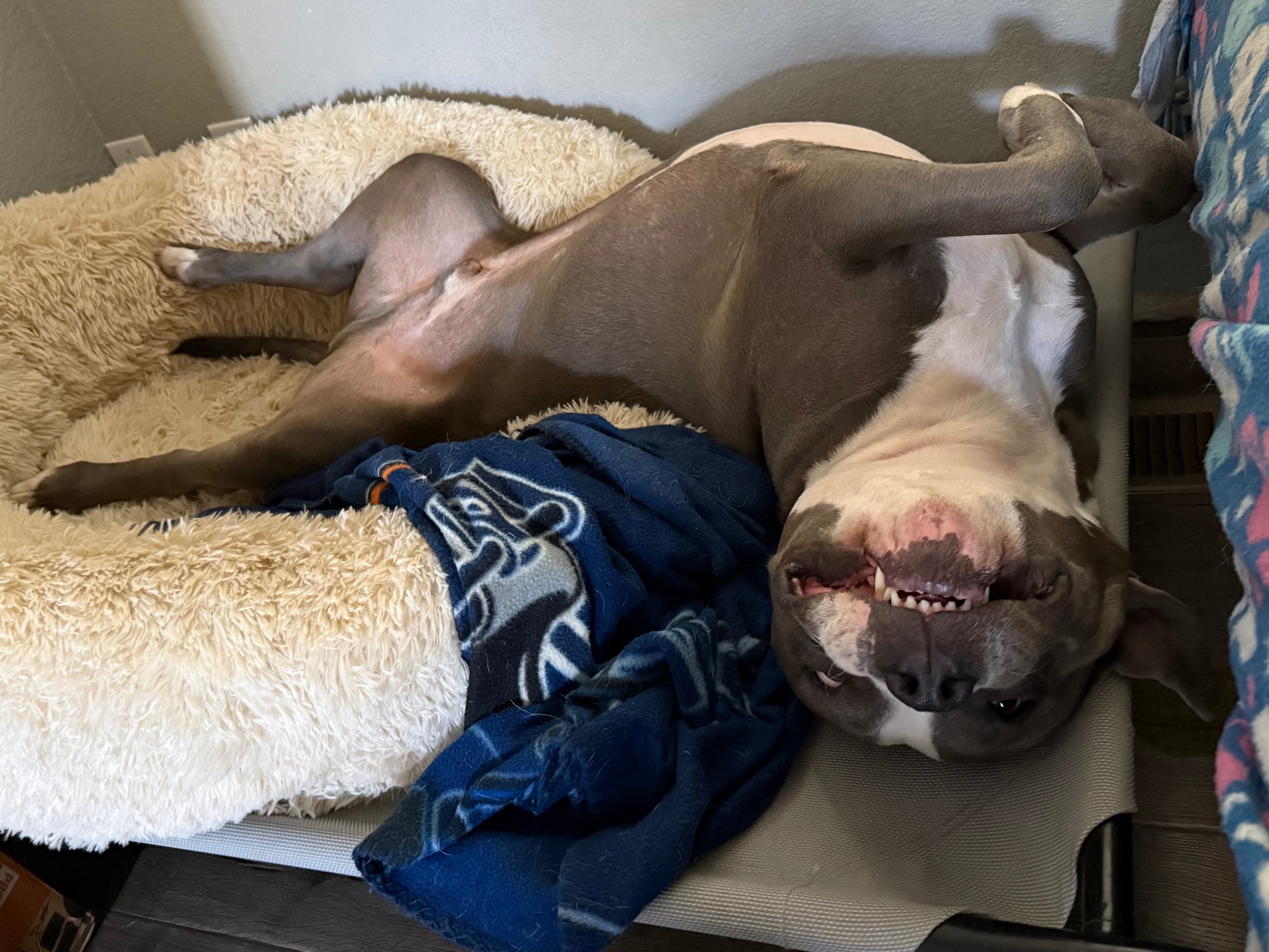 Help Hemi Get Back on His Paws: Knee Surgery Needed campaign photo, 4 of 8