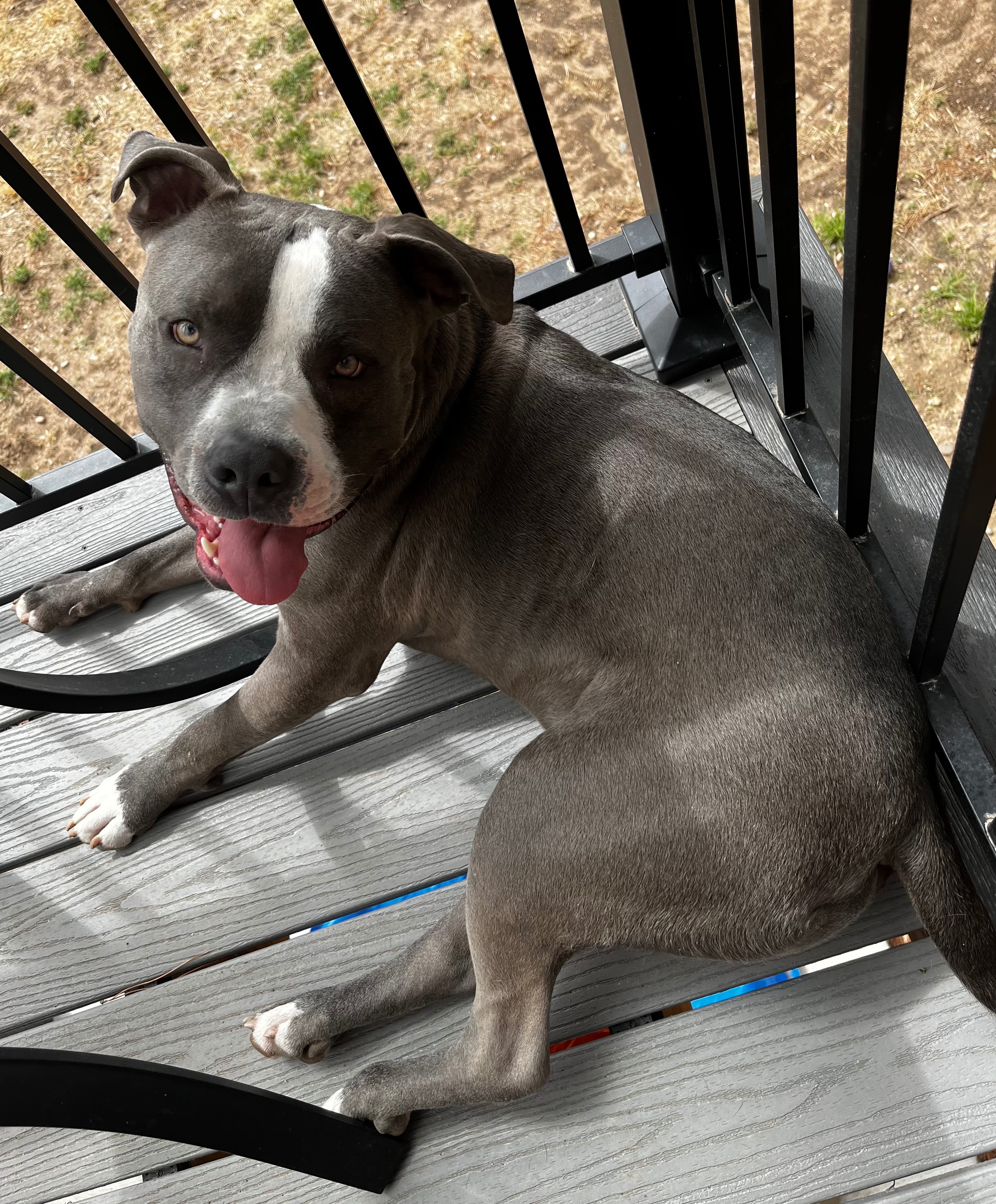 Help Hemi Get Back on His Paws: Knee Surgery Needed campaign photo, 5 of 8