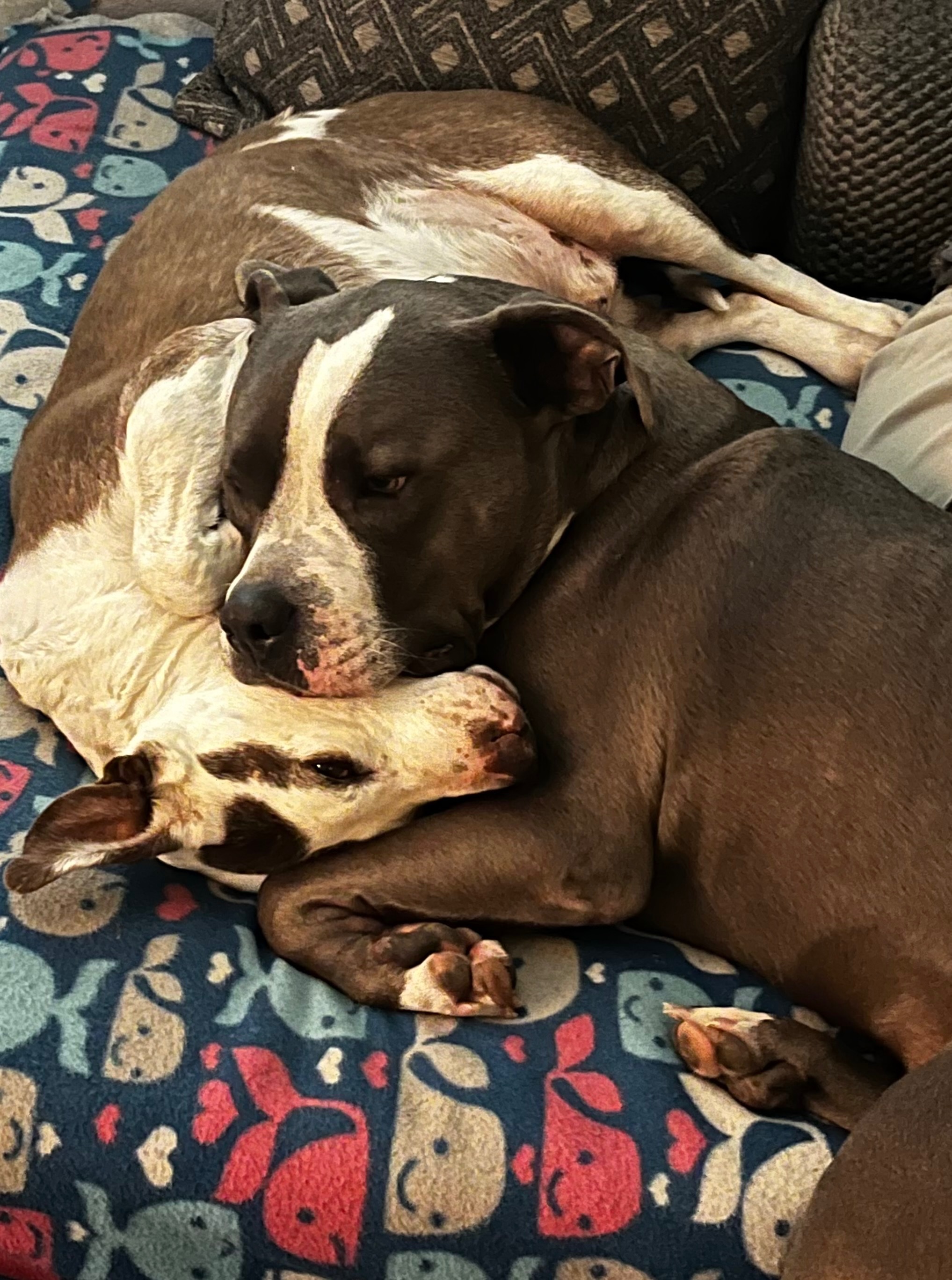 Help Hemi Get Back on His Paws: Knee Surgery Needed campaign photo, 6 of 8