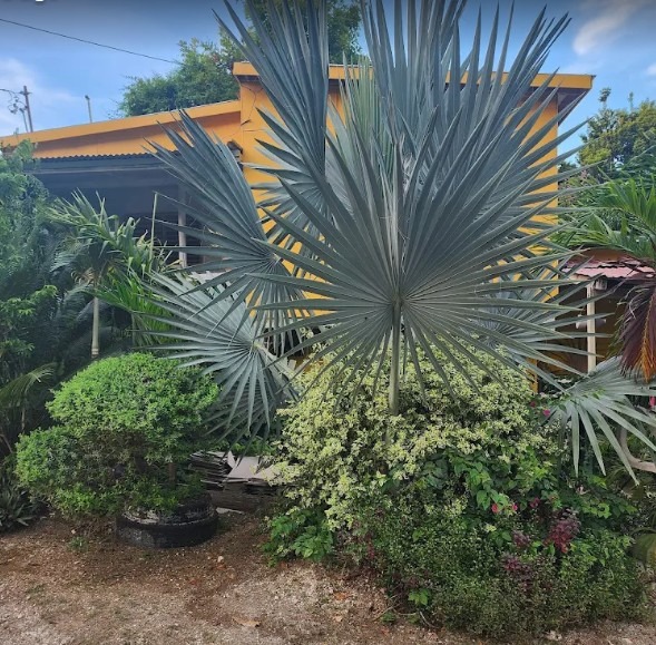 Help Donovan's AirBnB recover from Jamaica Hurricane campaign photo, 5 of 7