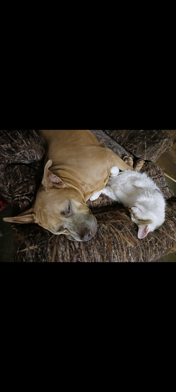 Support Dexter's Urgent Medical Care campaign photo, 5 of 8