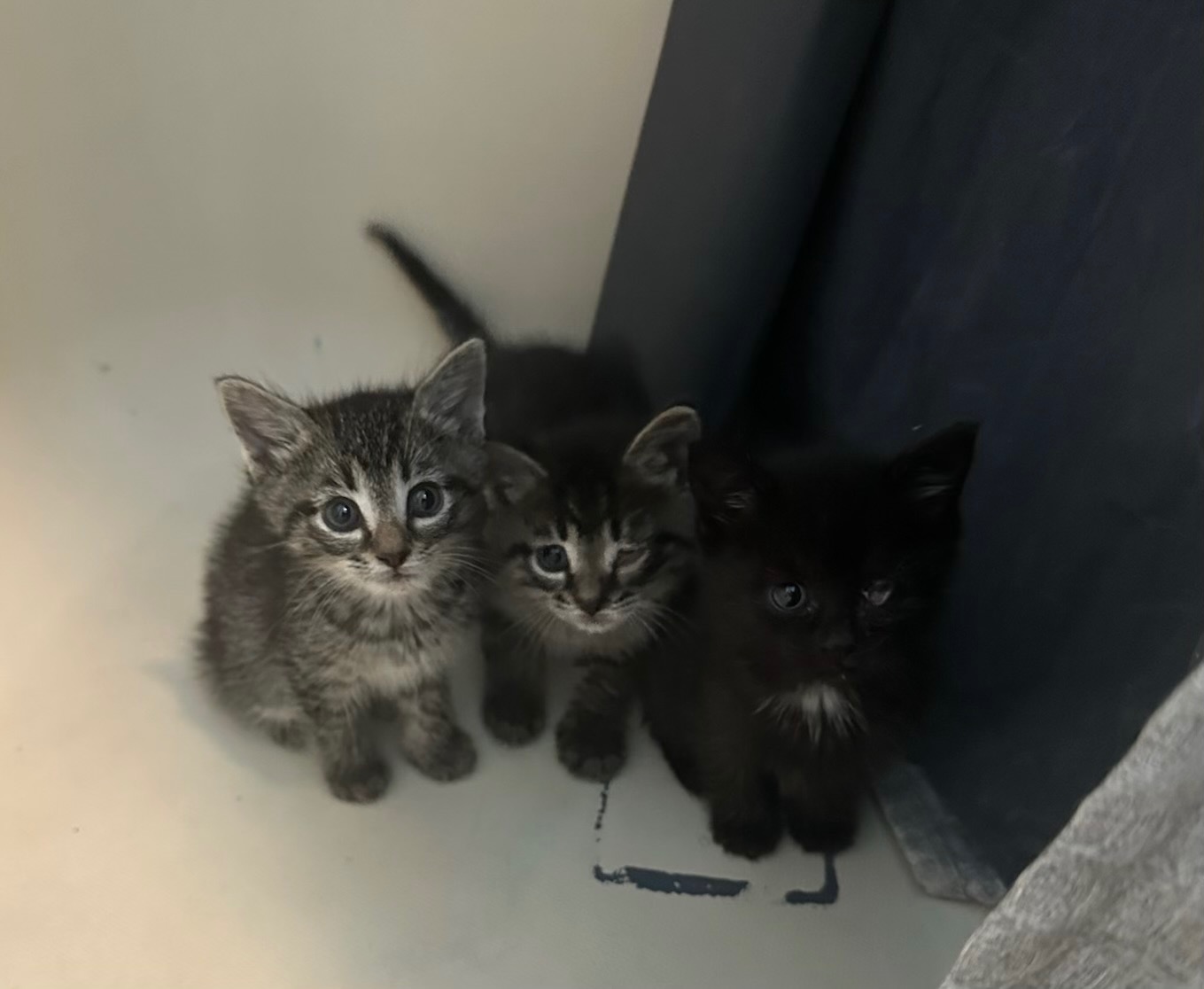 Help Mama Coco’s Kitten’s Thrive campaign photo, 7 of 7