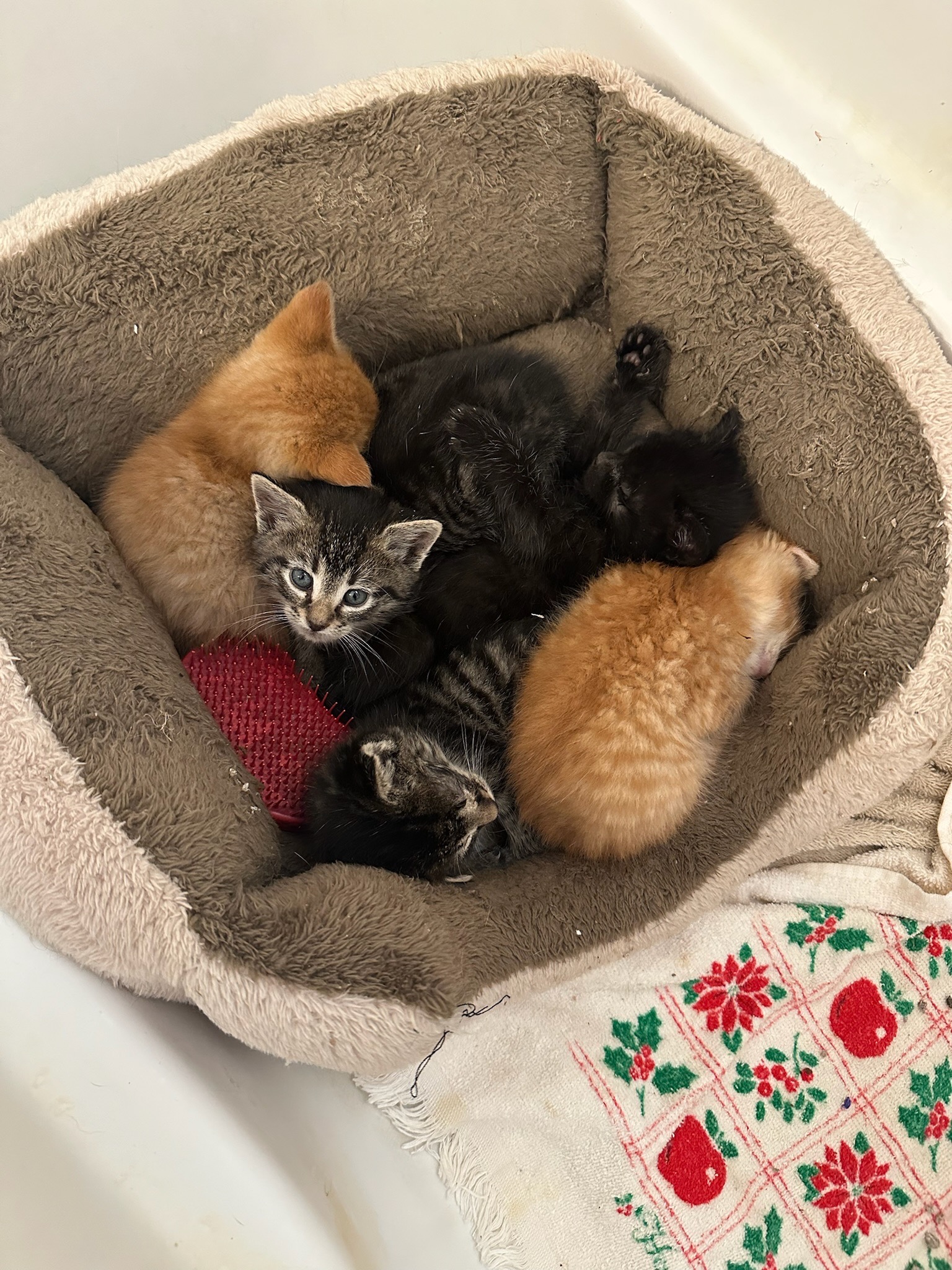 Help Mama Coco’s Kitten’s Thrive campaign photo, 2 of 7