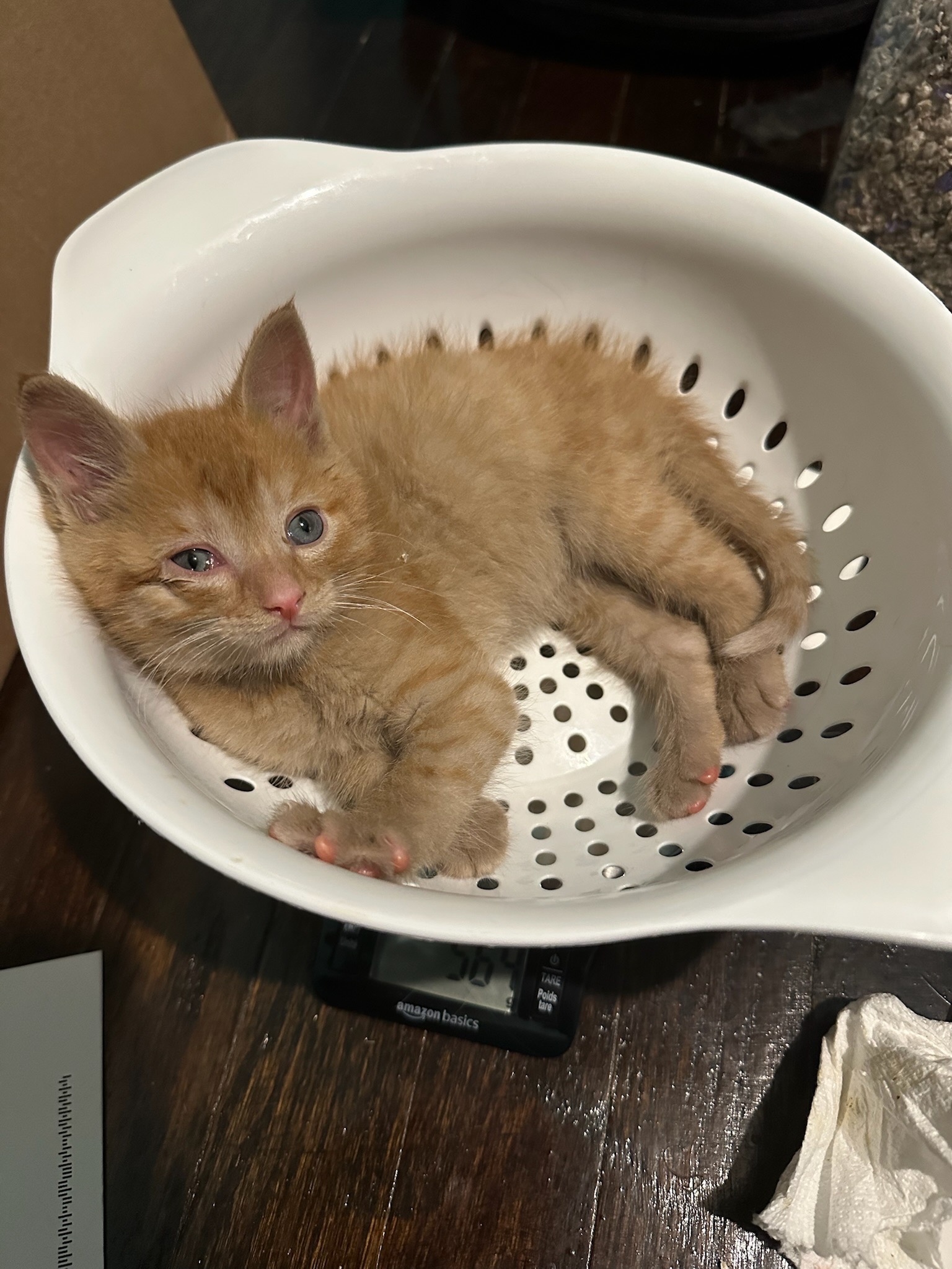 Help Mama Coco’s Kitten’s Thrive campaign photo, 4 of 7