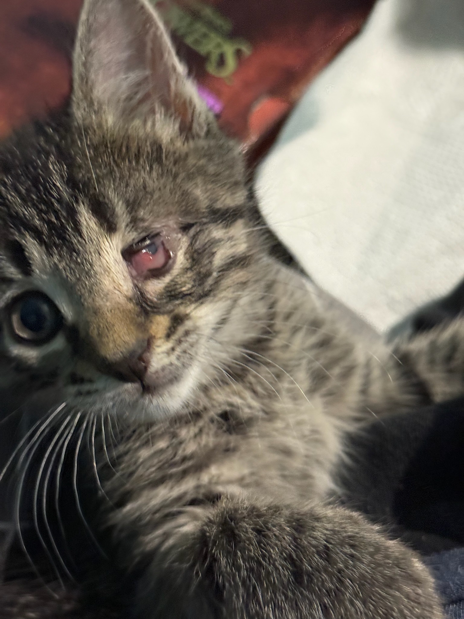Help Mama Coco’s Kitten’s Thrive campaign photo, 6 of 7