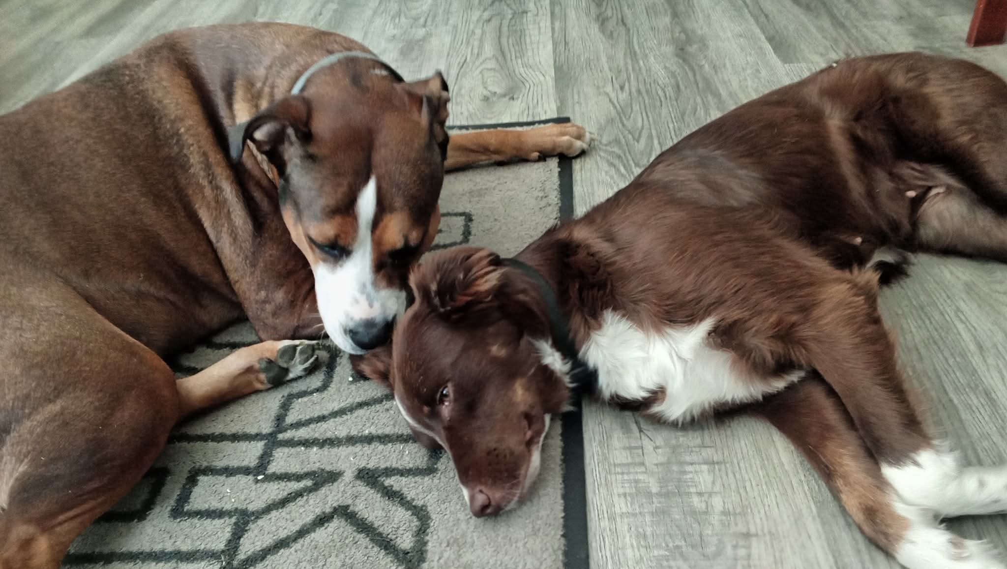 Help Mary Brooks Provide Vet Care for Rescues