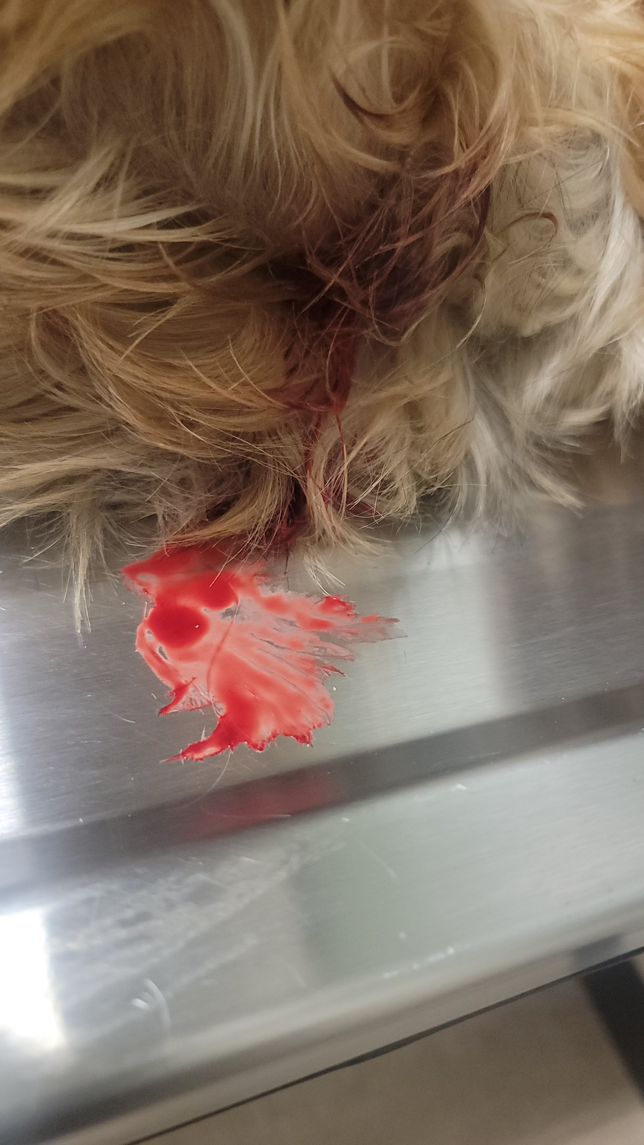 Help Ashley's Yorkie Deja Heal After Attack campaign photo, 5 of 6