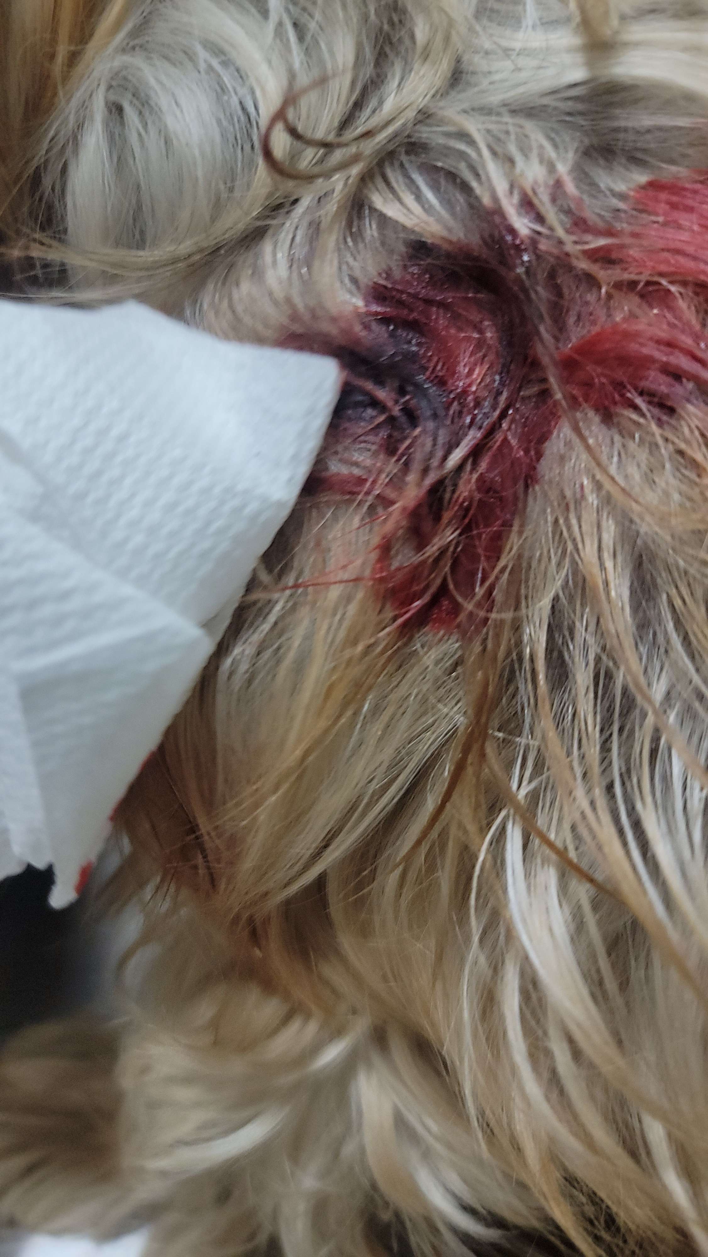 Help Ashley's Yorkie Deja Heal After Attack campaign photo, 2 of 6