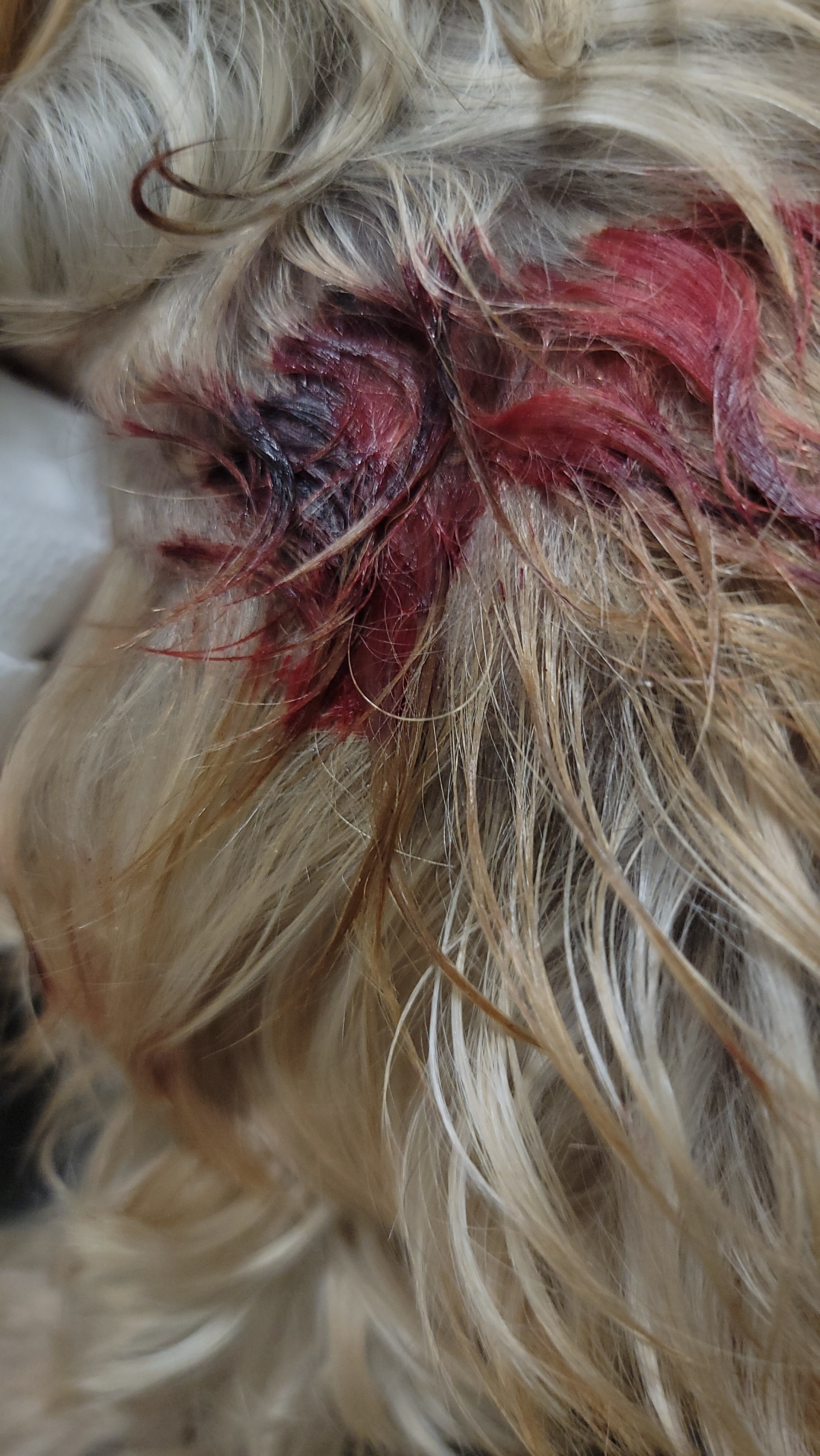 Help Ashley's Yorkie Deja Heal After Attack campaign photo, 4 of 6