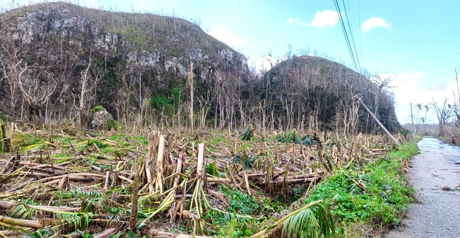 Support Local Farmers in Amity After Hurricane Melissa campaign photo, 2 of 8